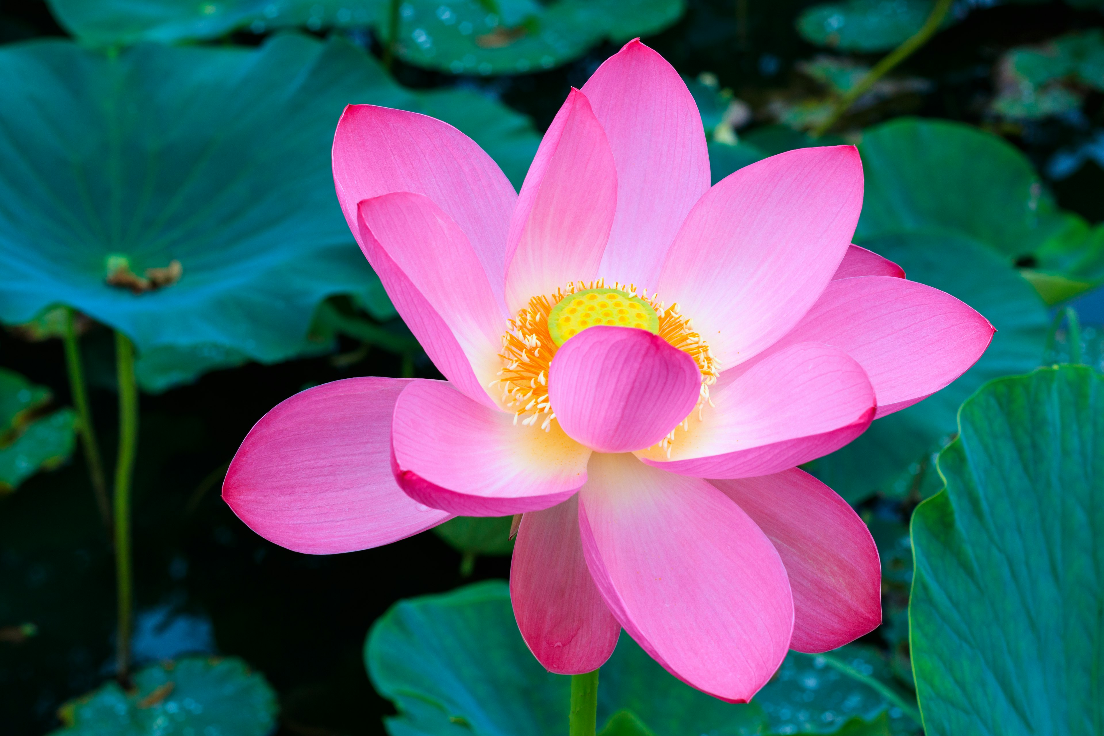 A beautiful pink lotus flower blooming above green leaves