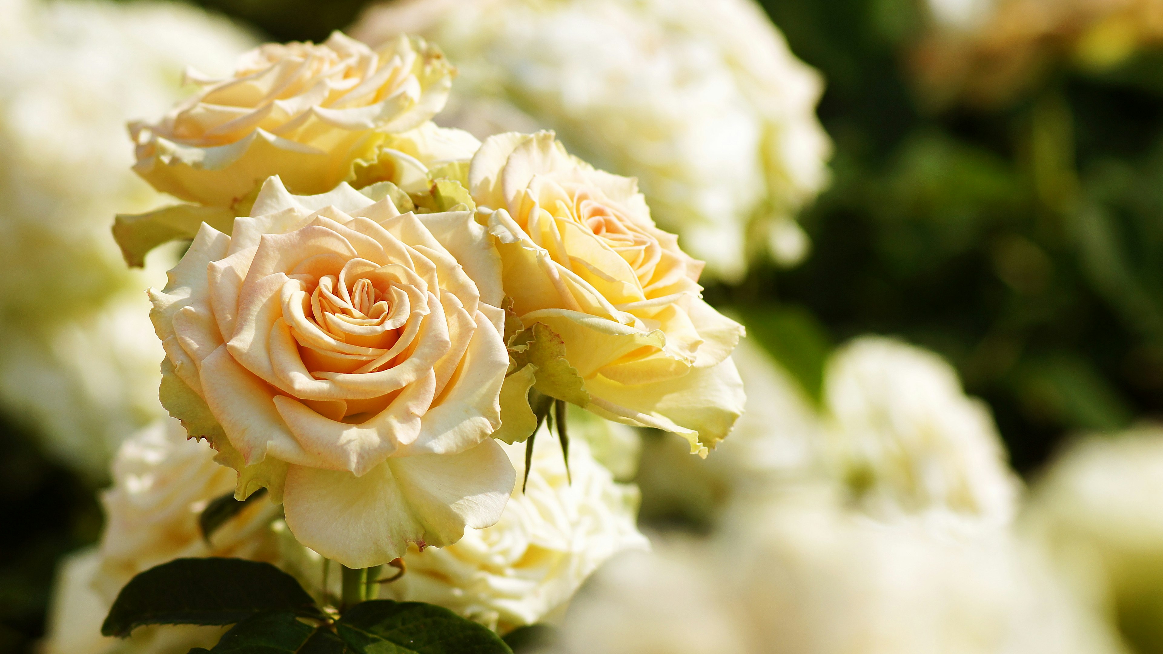 A close-up of pale yellow roses blooming in a garden