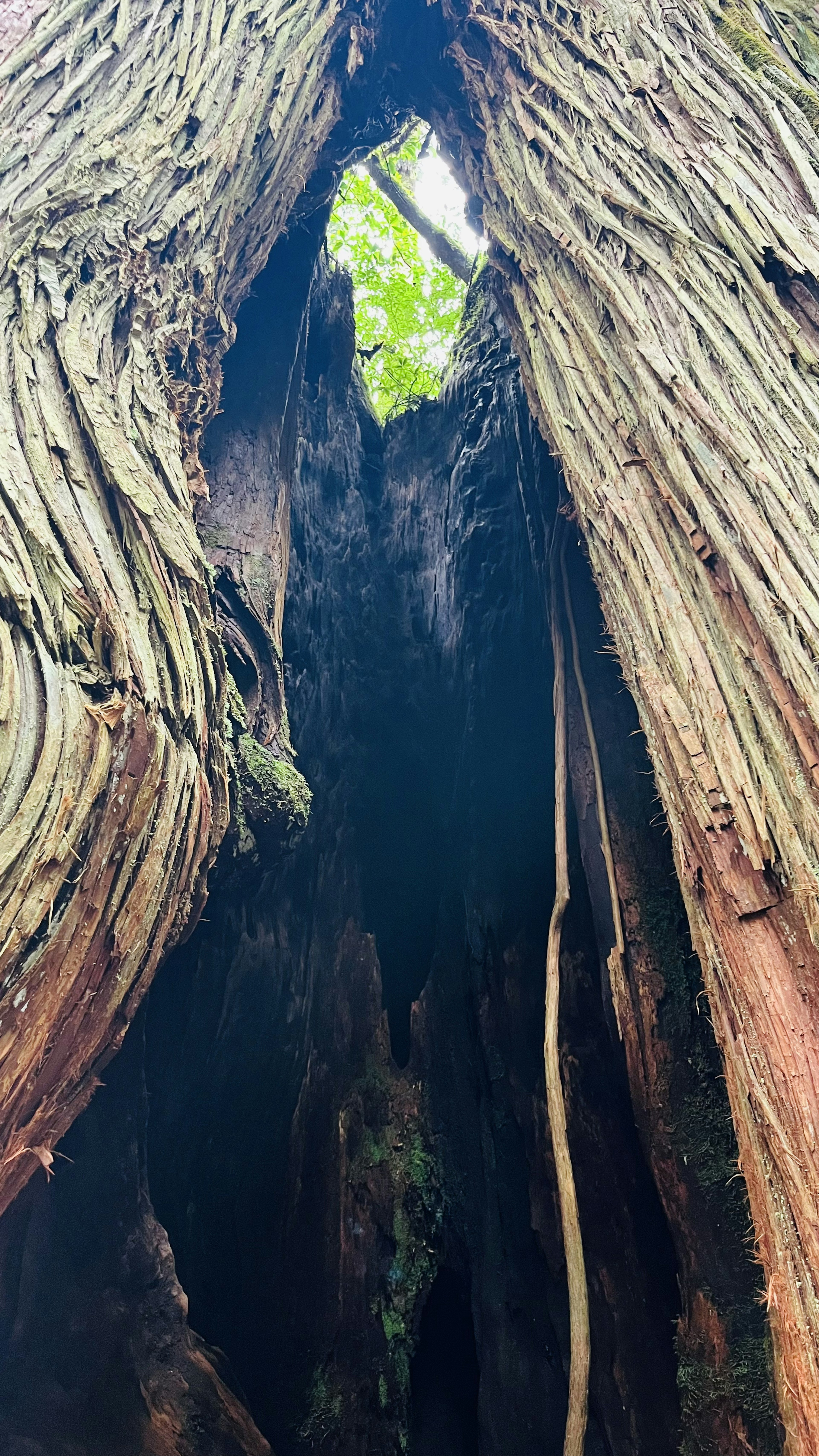 View of the sky through a split in a giant tree