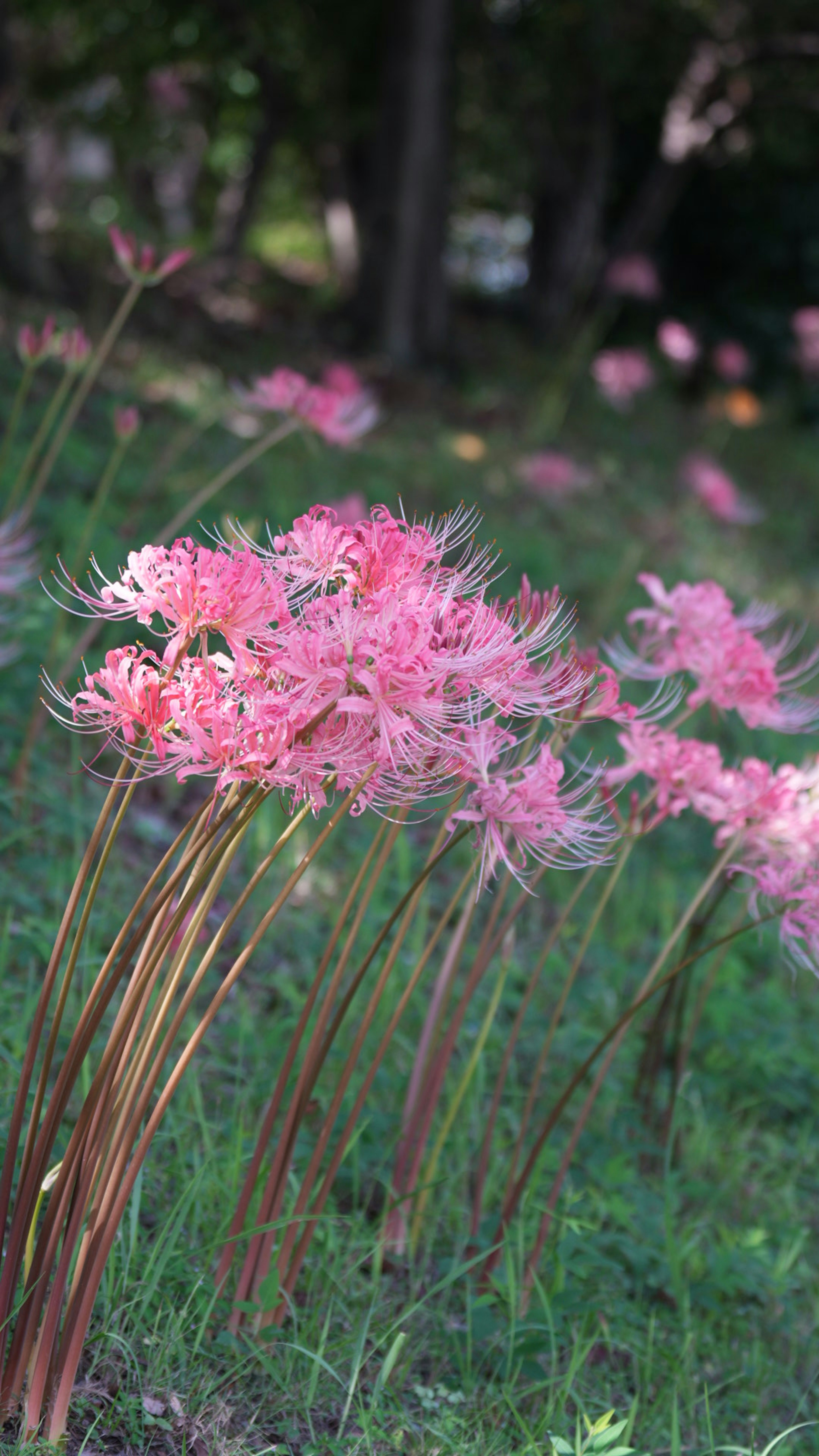 薄いピンクの花が咲く草原の風景