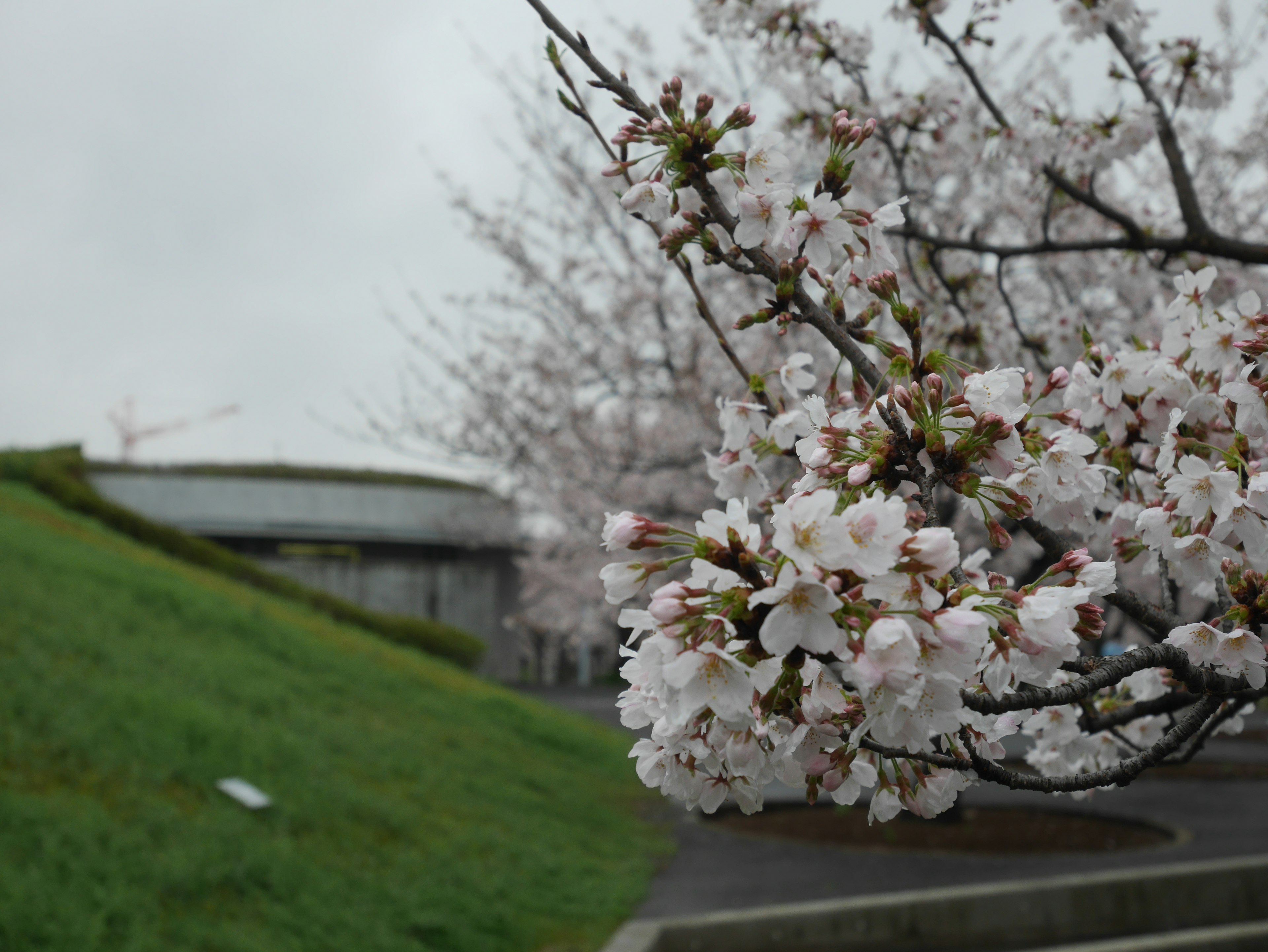 Kirschbaum mit weißen Blüten in einem Park