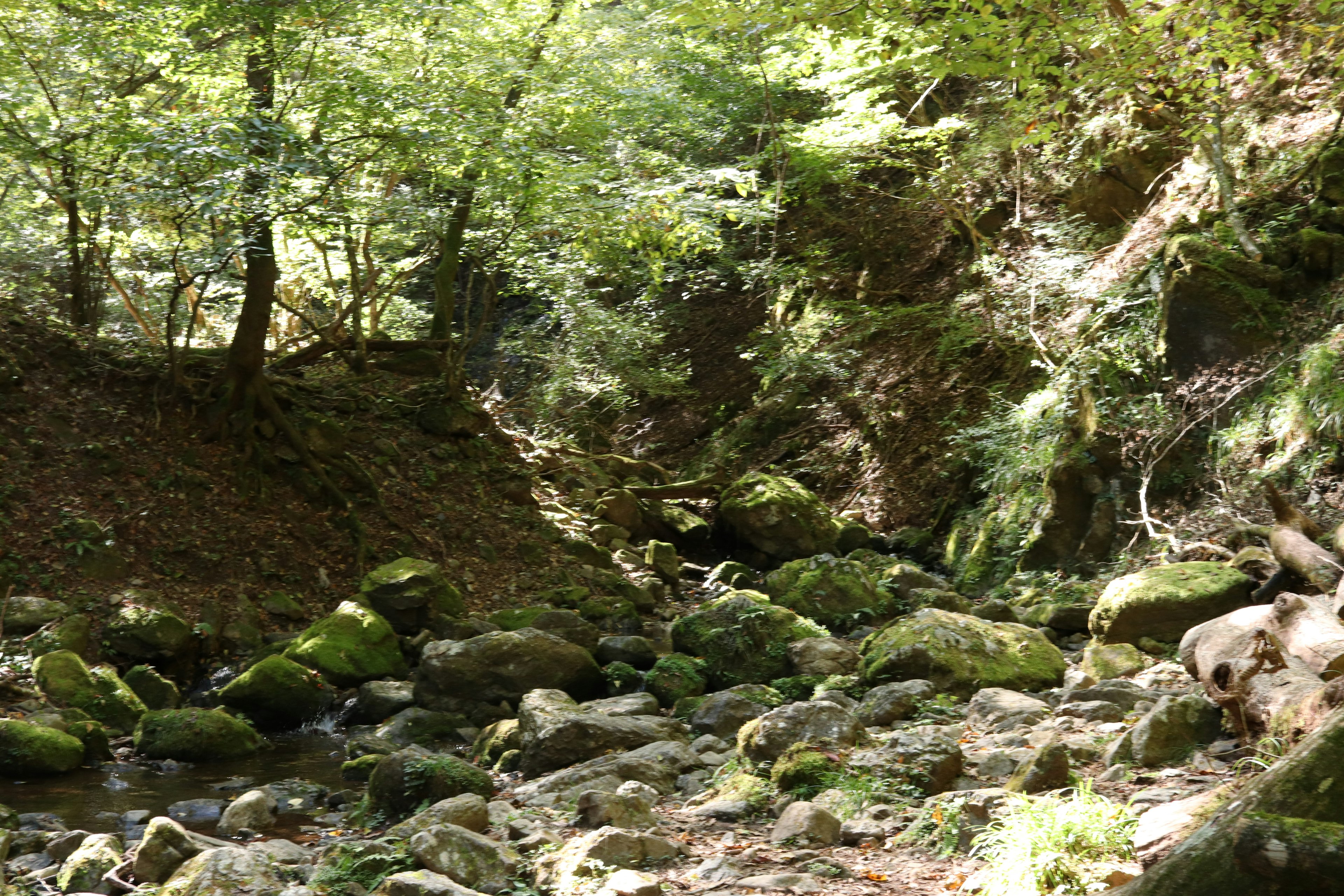 A serene stream flowing through a lush green forest with moss-covered stones