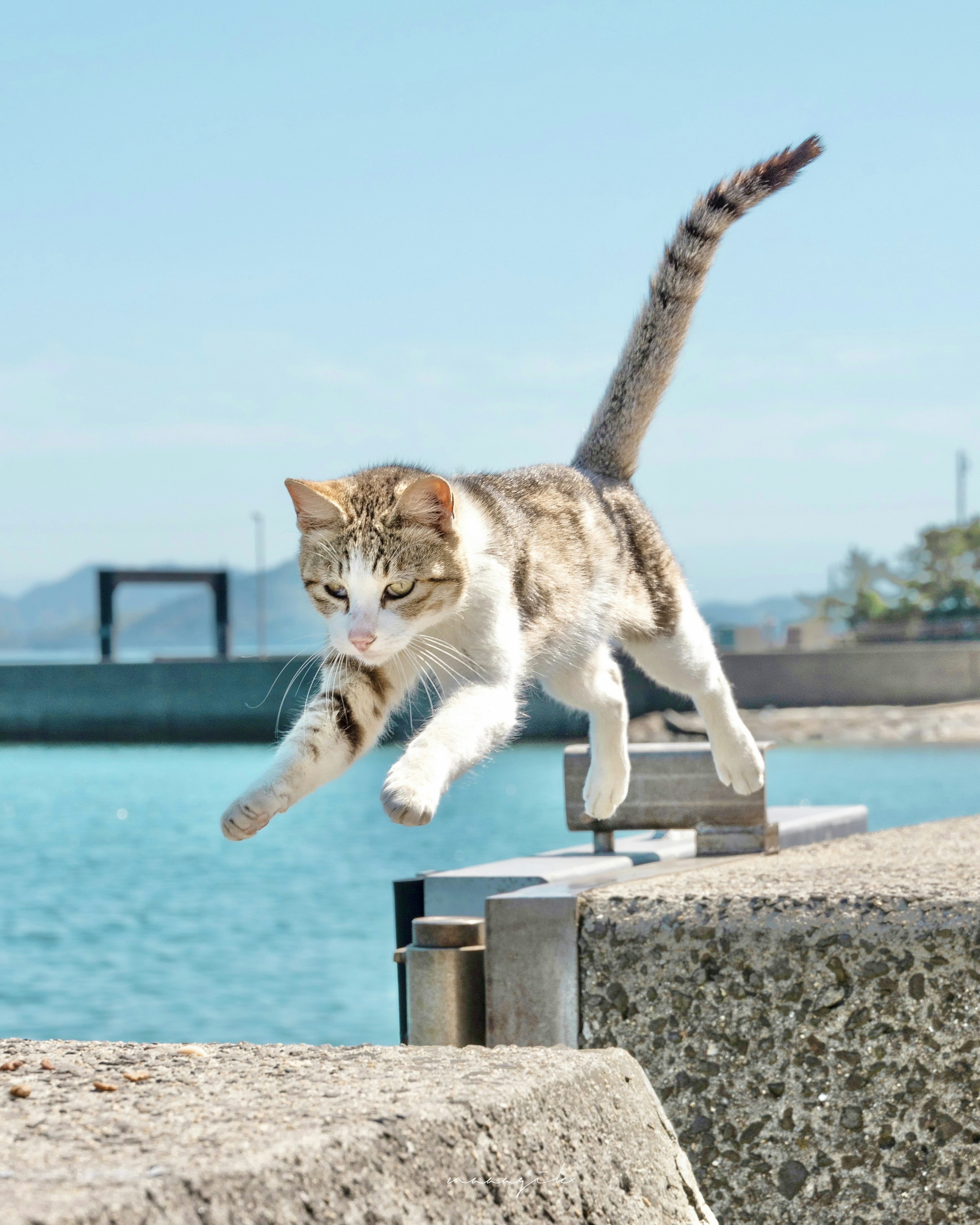 A cat jumping over a dock at a harbor