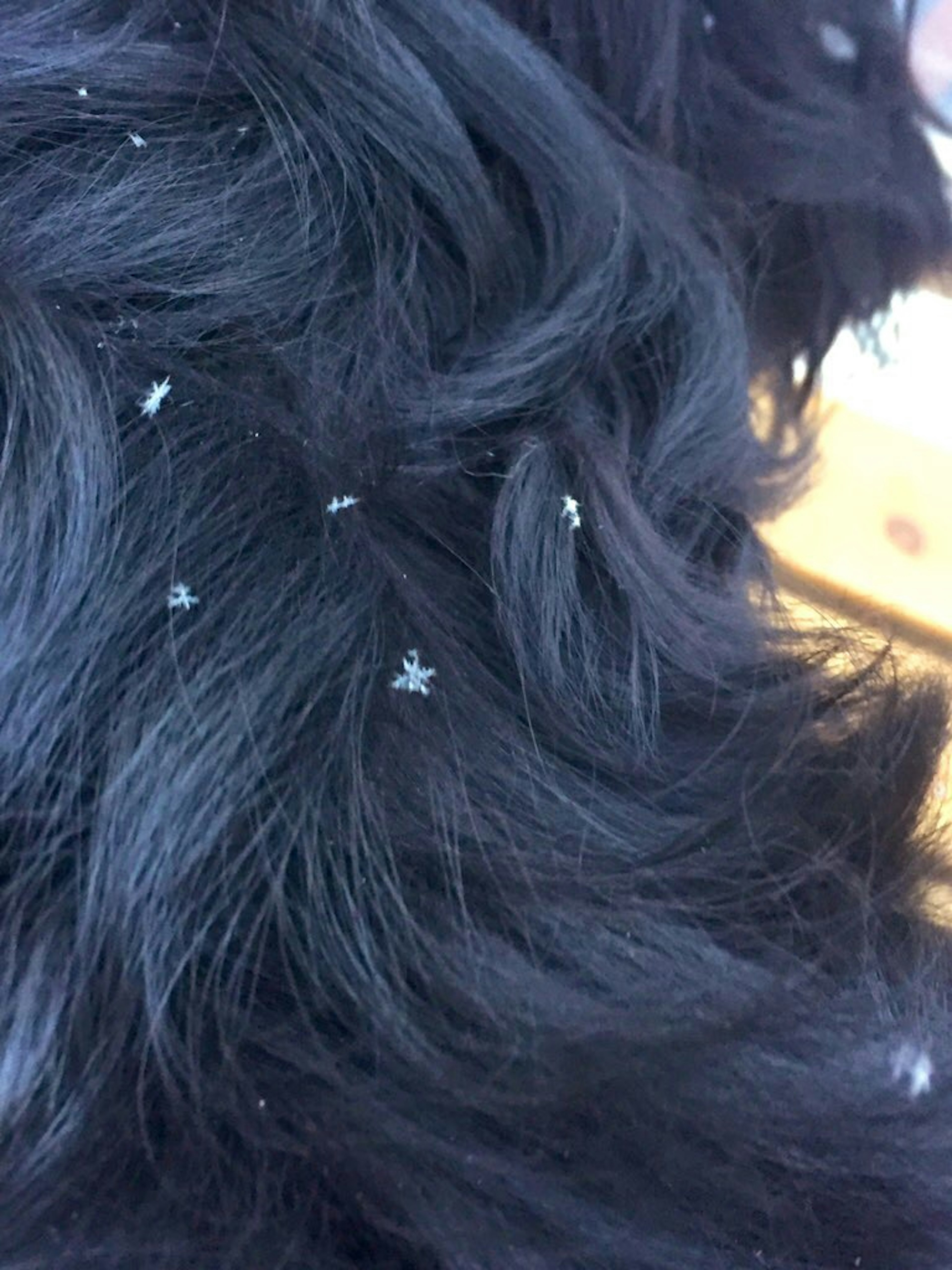 Acercamiento de cabello negro con pequeños copos blancos esparcidos