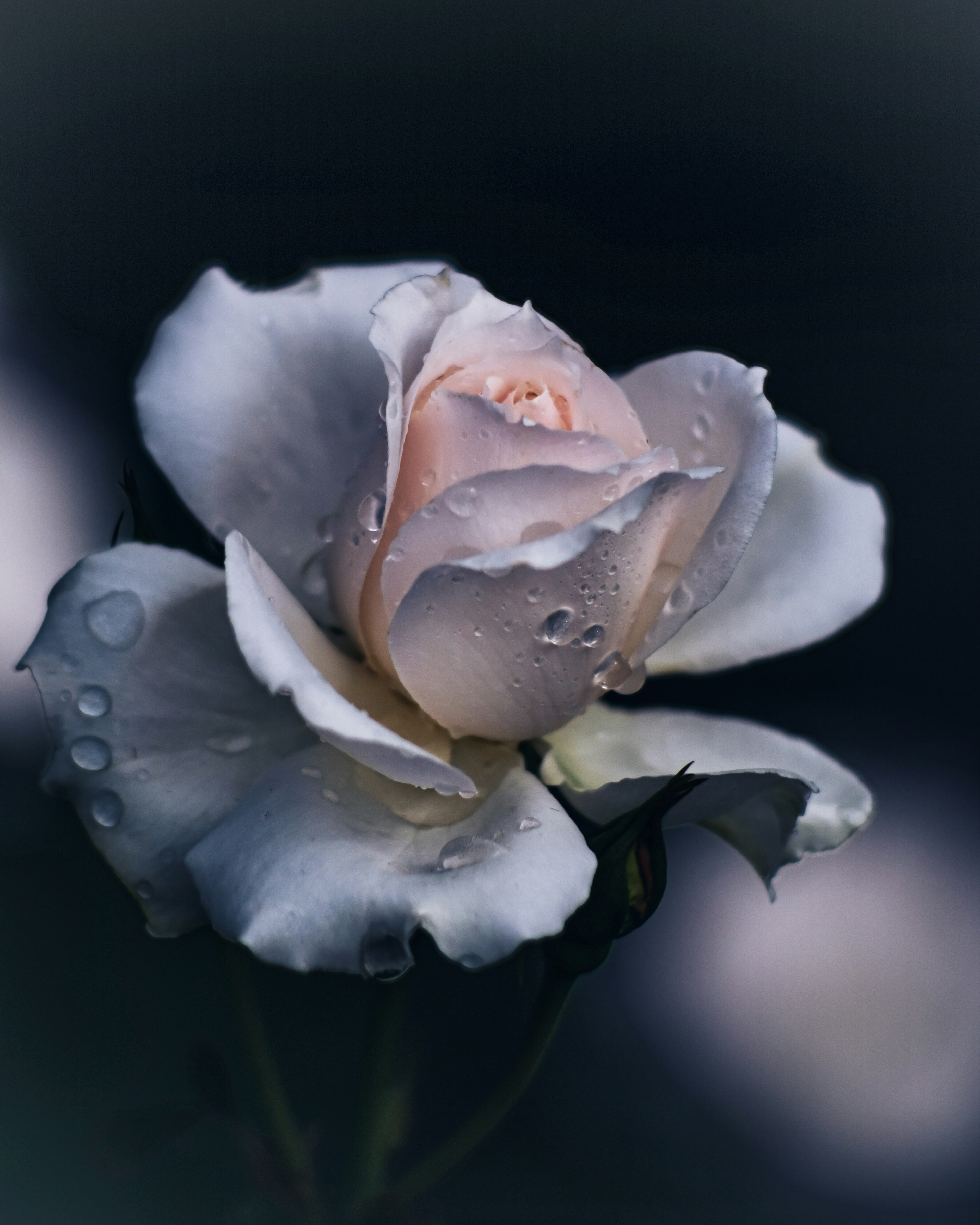 A delicate pink rose with water droplets stands out against a dark background