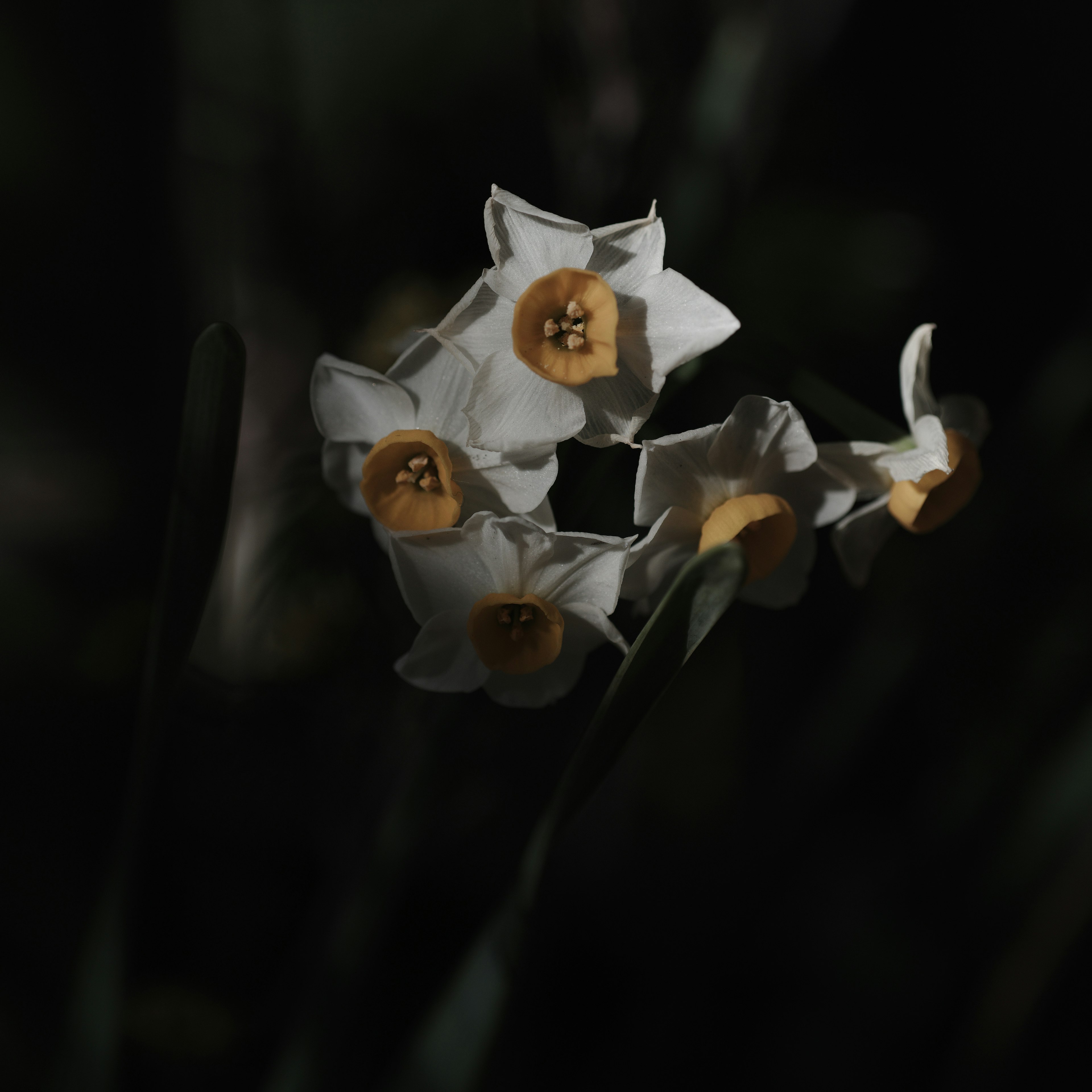 White flowers blooming against a dark background