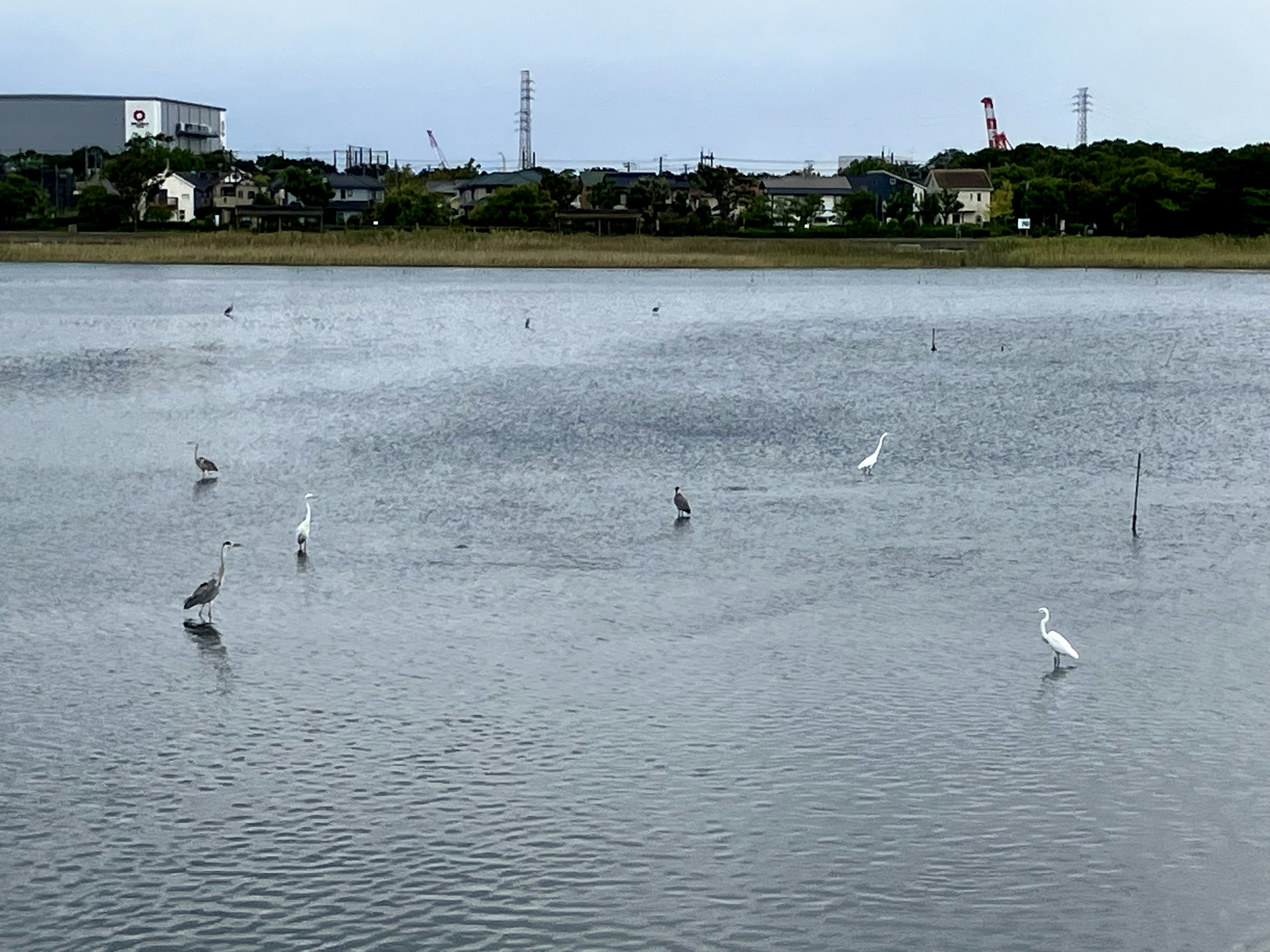 Birds standing on the water's surface in a tranquil landscape