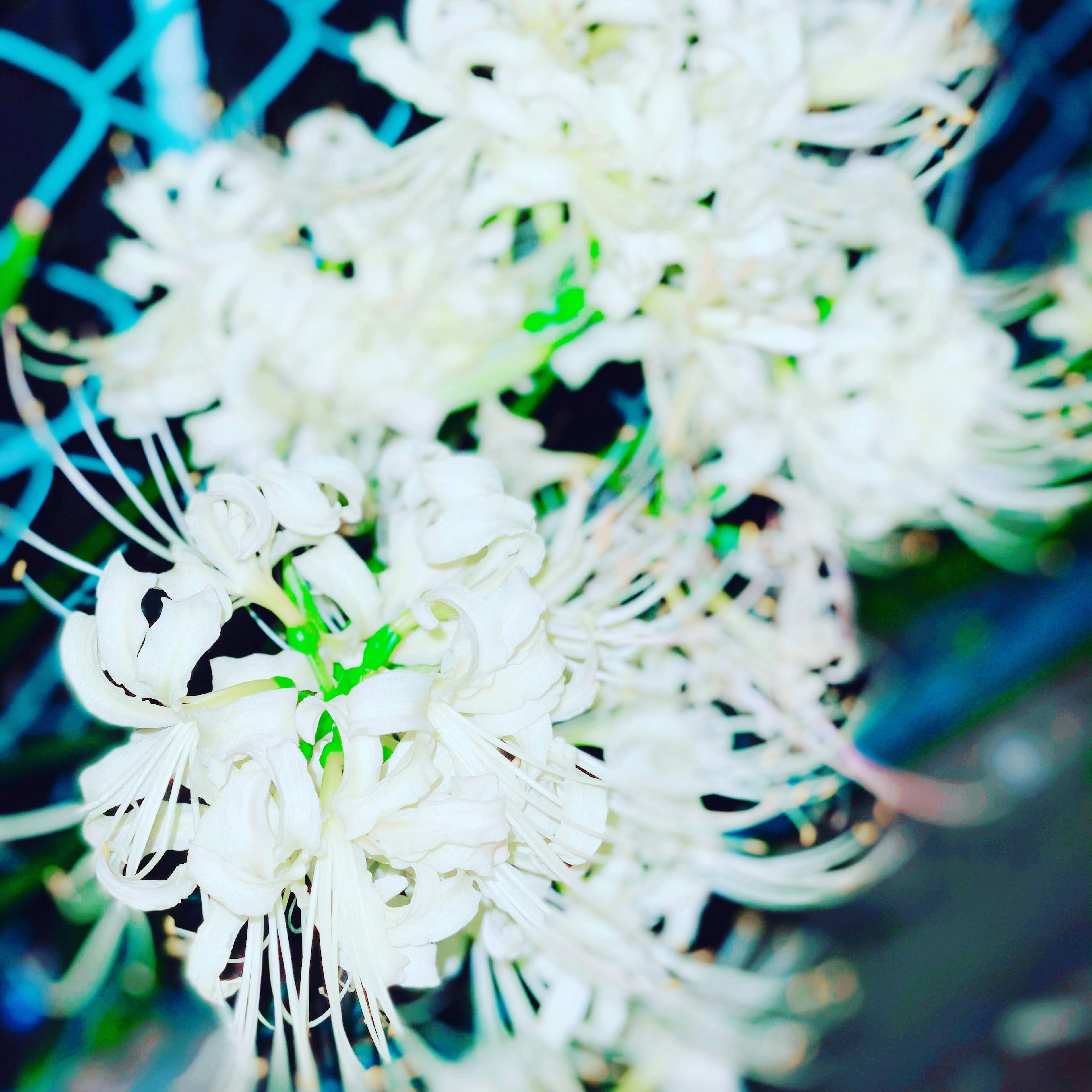 Close-up of white flowers against a blue fence