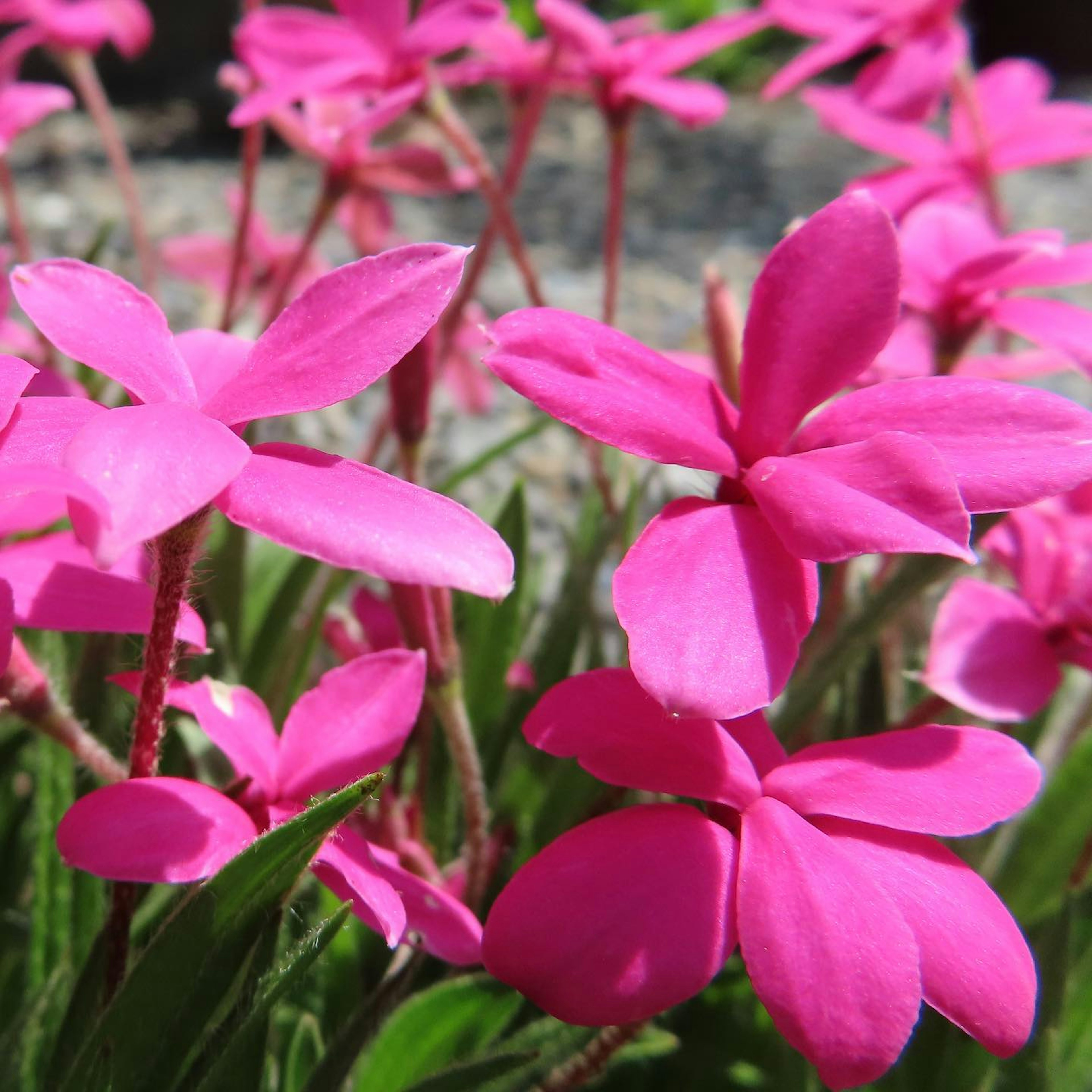 Kedekatan bunga pink cerah yang sedang mekar