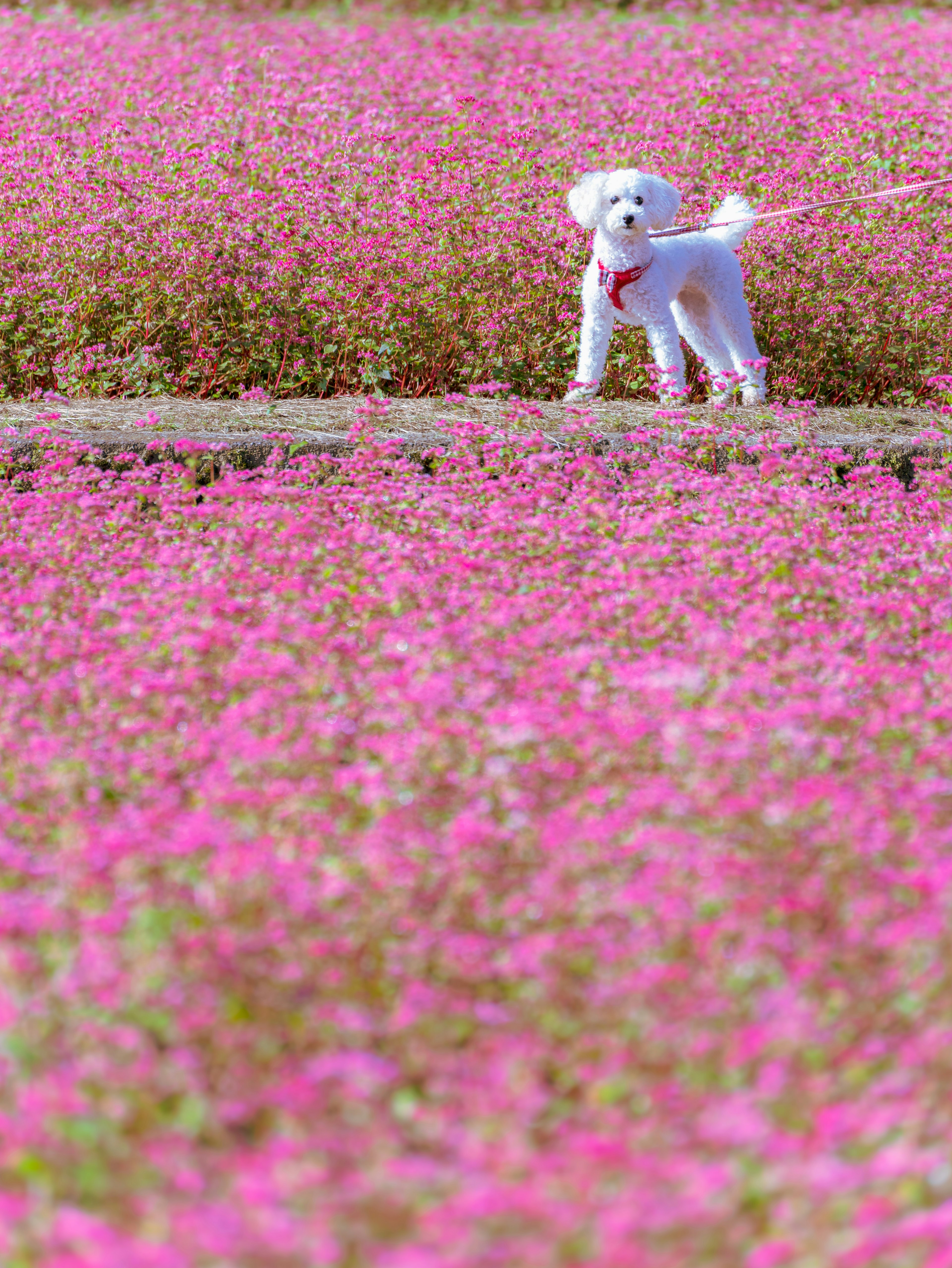 ピンクの花畑の中にいる白い犬