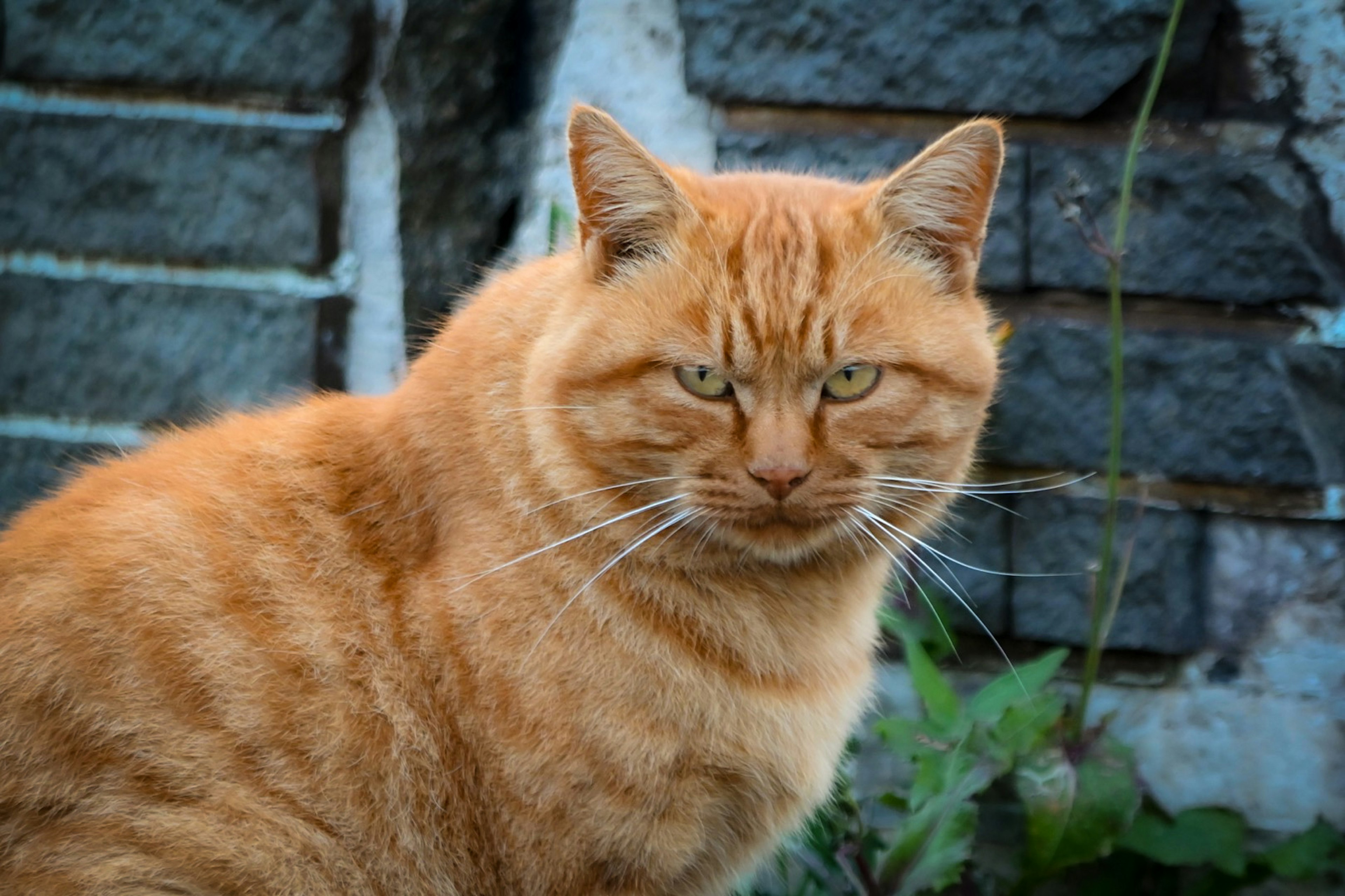 Kucing oranye menatap kamera dengan latar belakang dinding batu