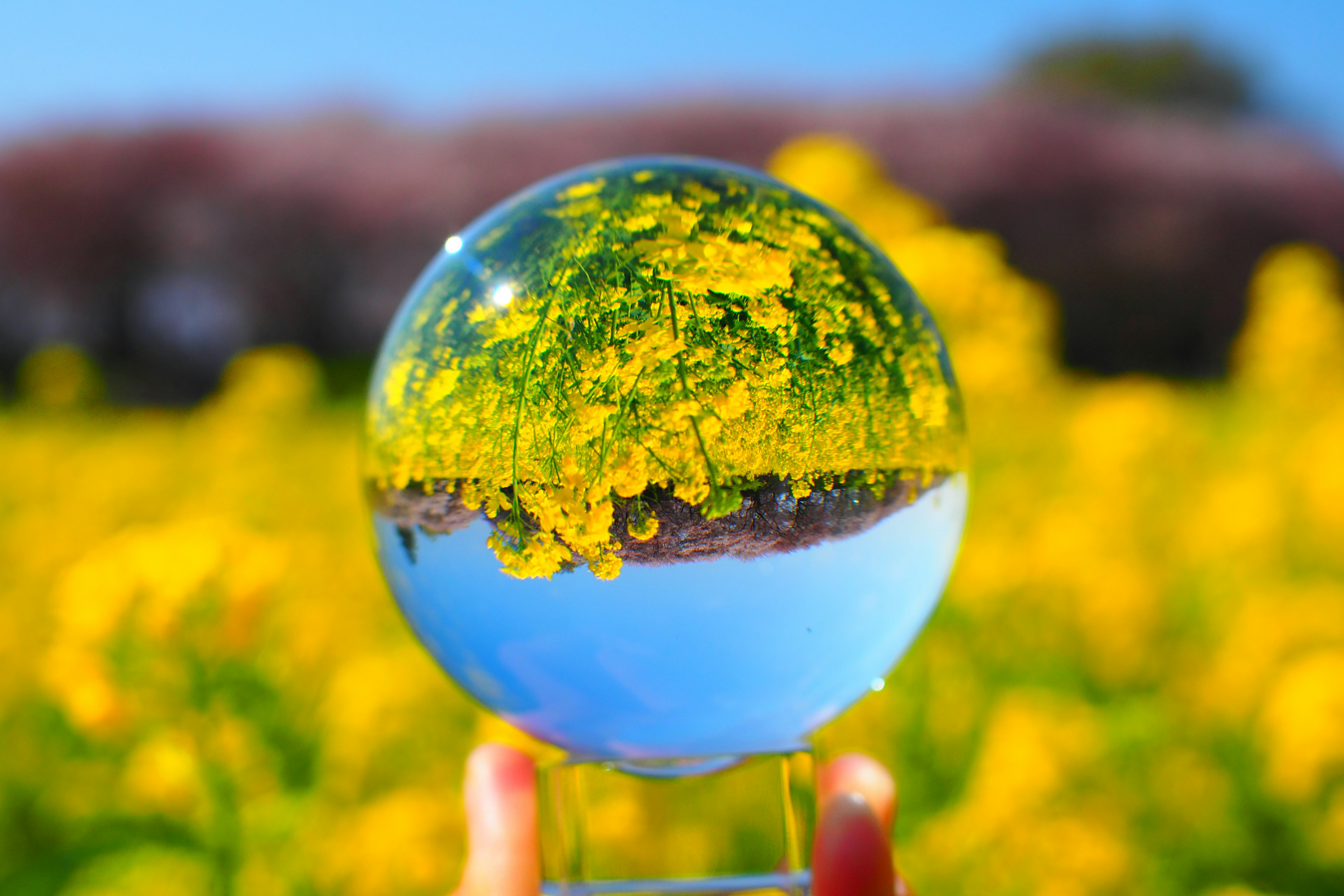 Una sfera di cristallo che riflette un campo di fiori gialli sotto un cielo azzurro