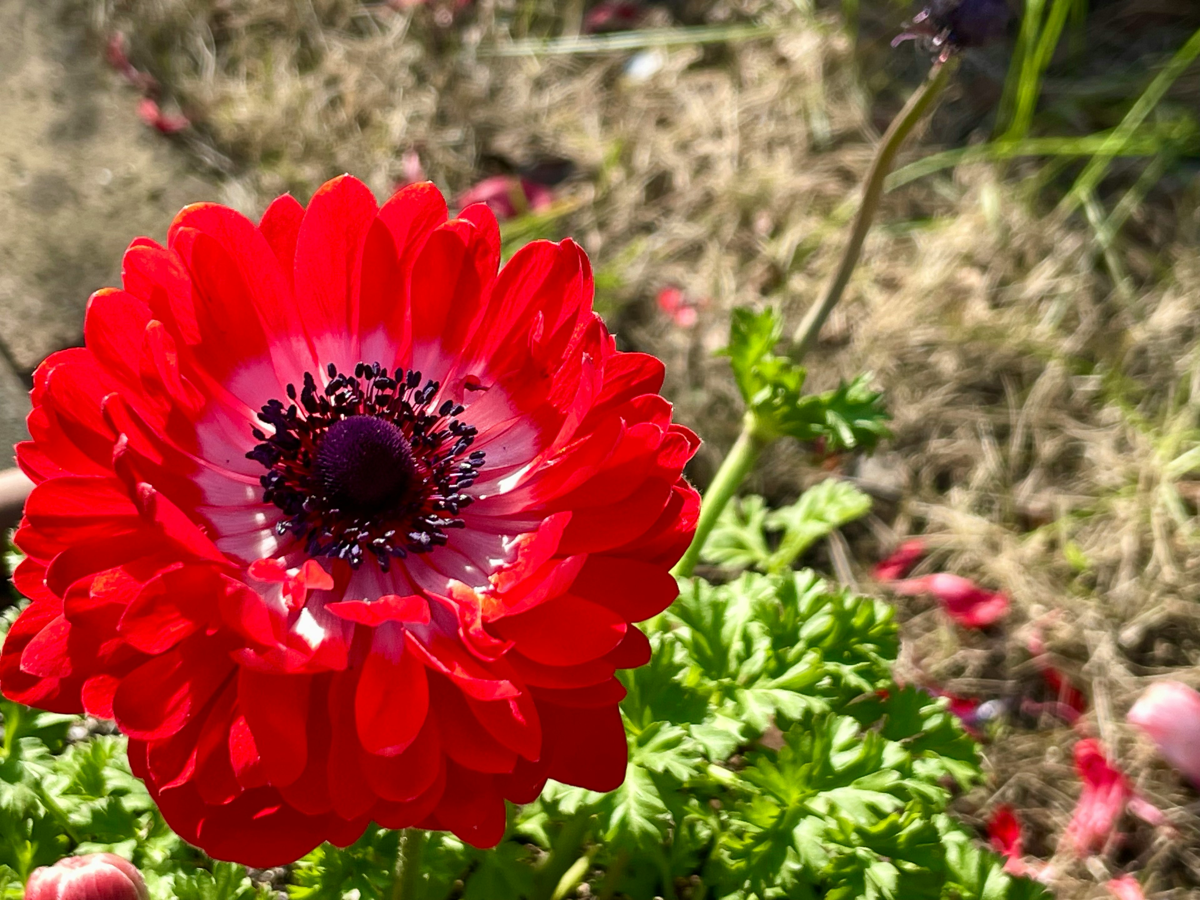 鮮やかな赤いアネモネの花が緑の葉の中に咲いている