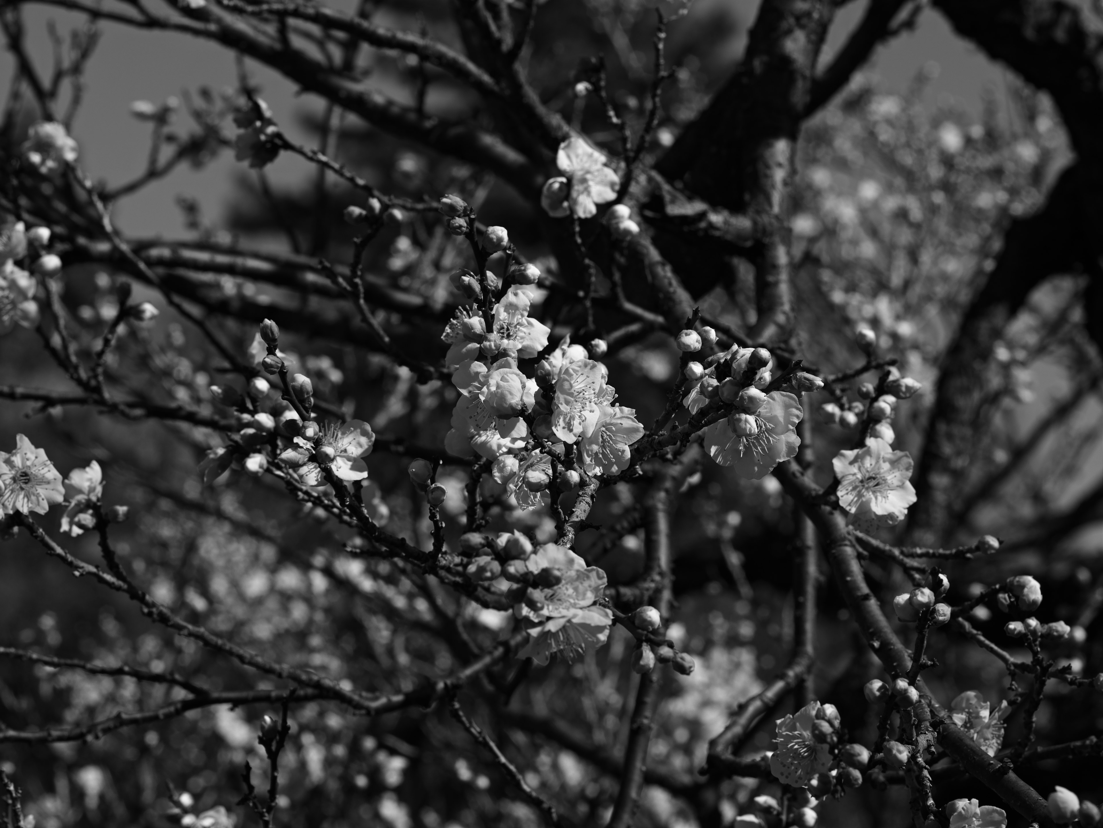 Close-up bunga sakura di cabang dalam hitam putih