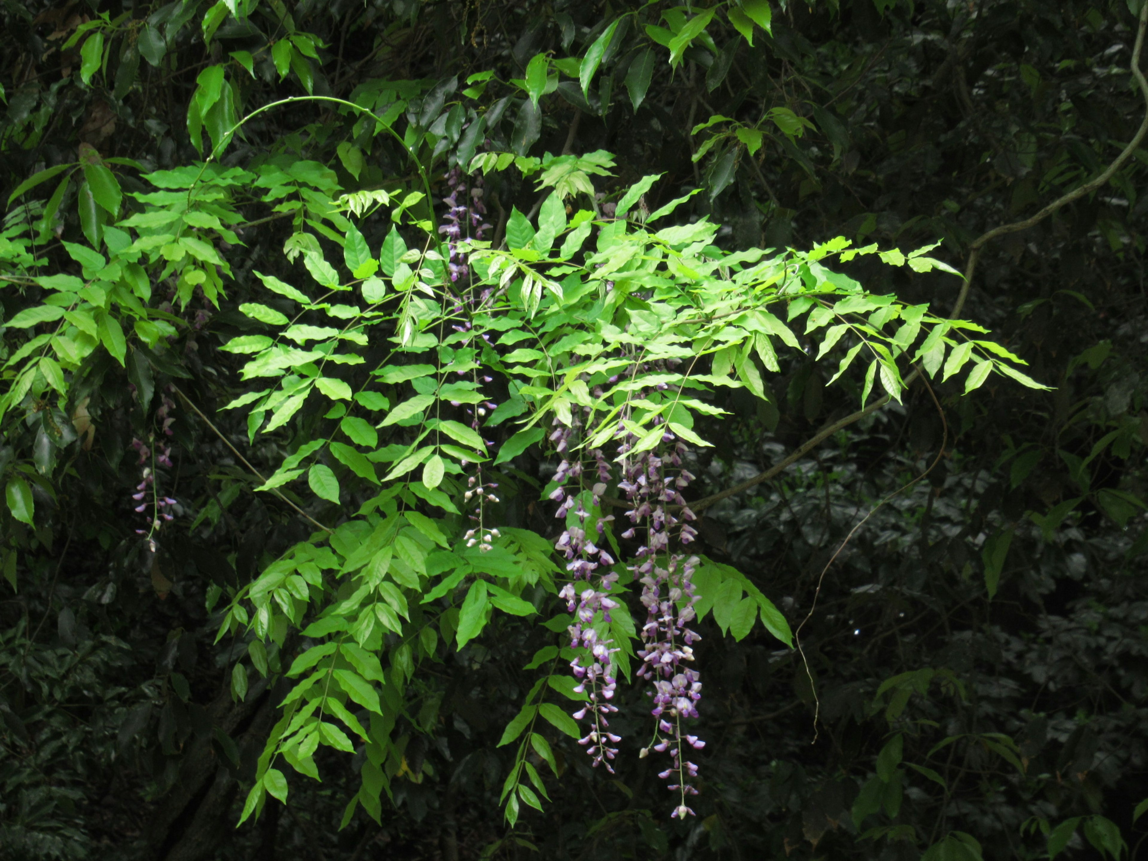 緑の葉と紫の花の房が特徴的な植物の枝