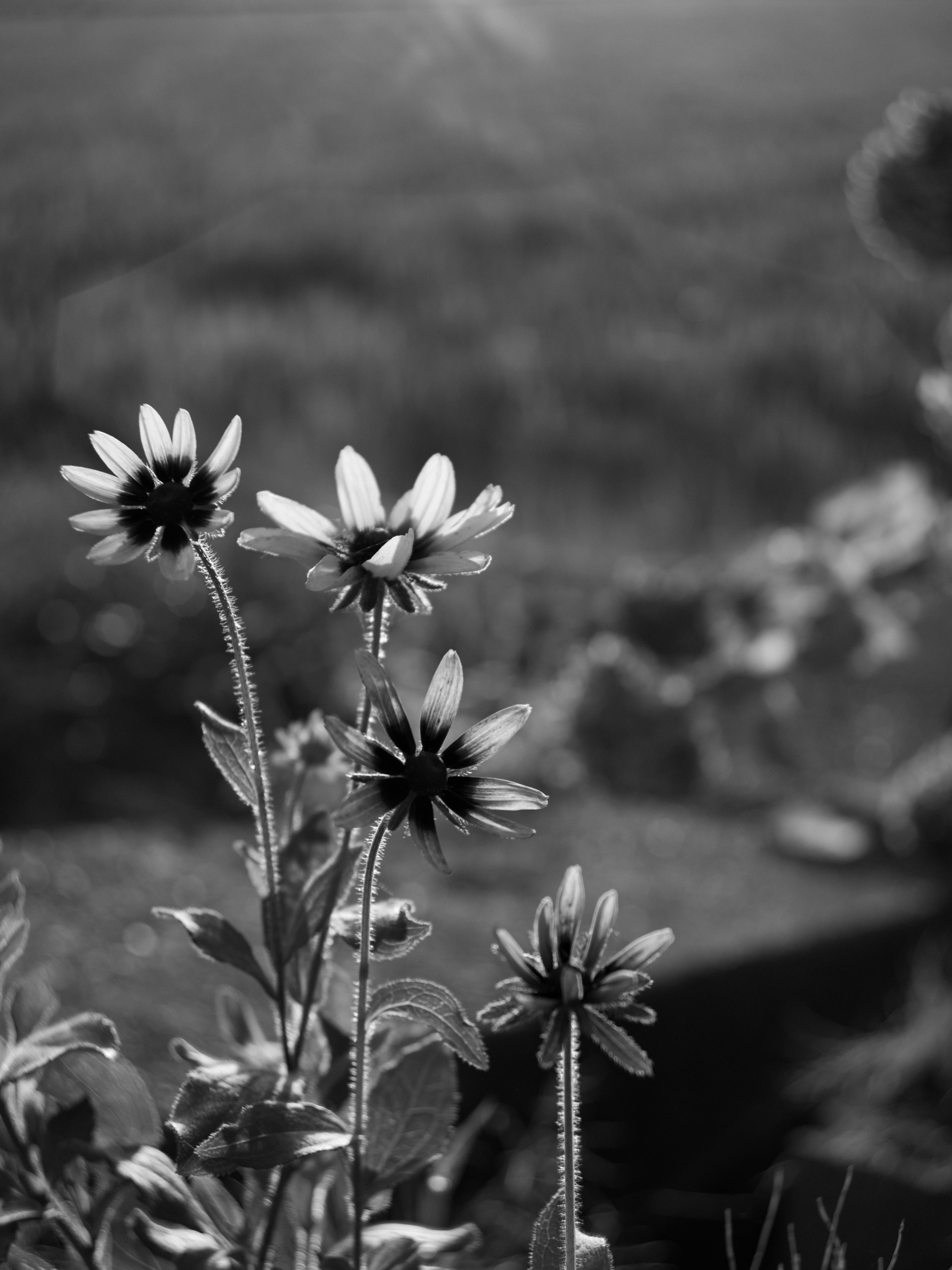 白黒の花が咲いている風景の画像