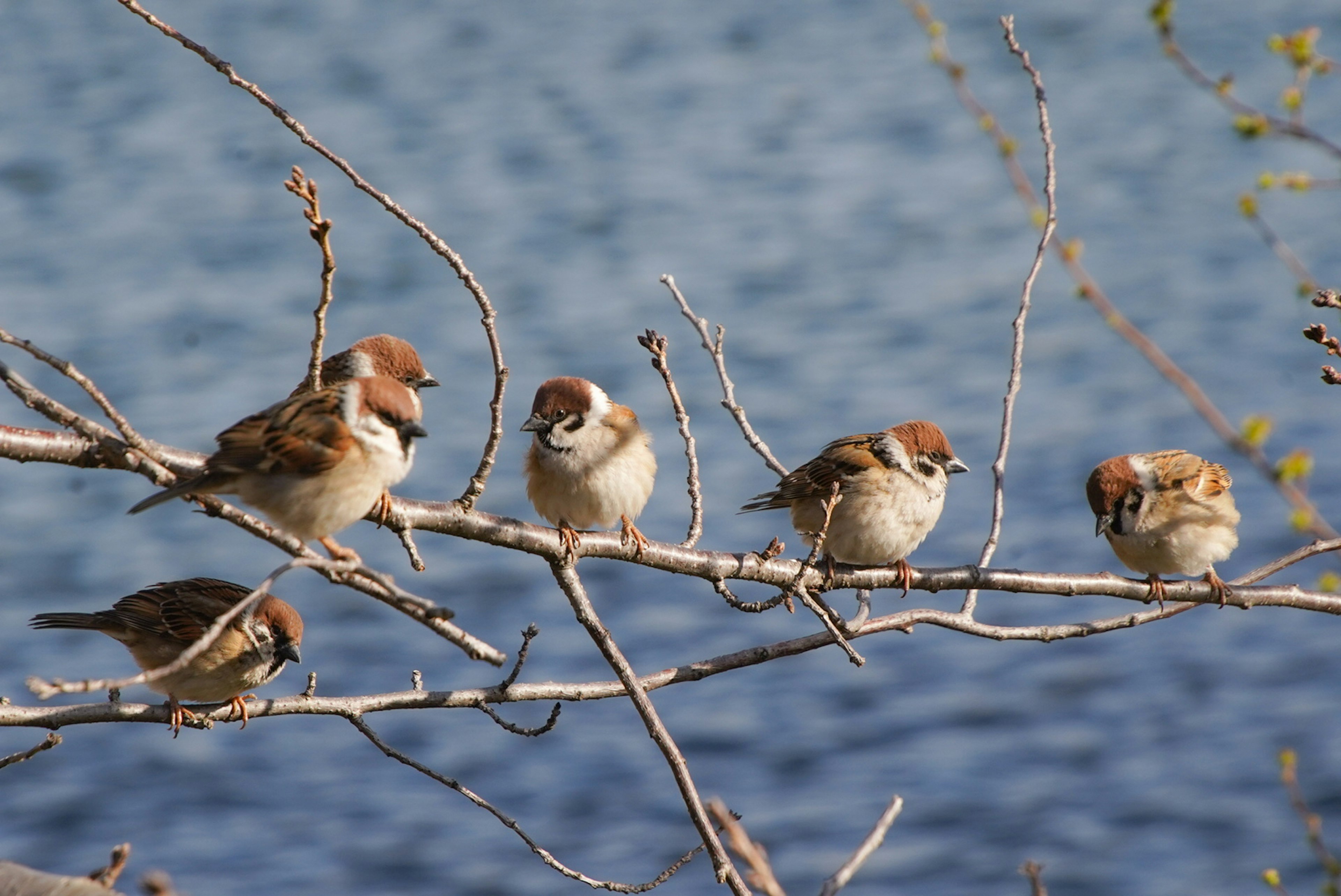 Un grupo de gorriones posados en ramas junto al agua