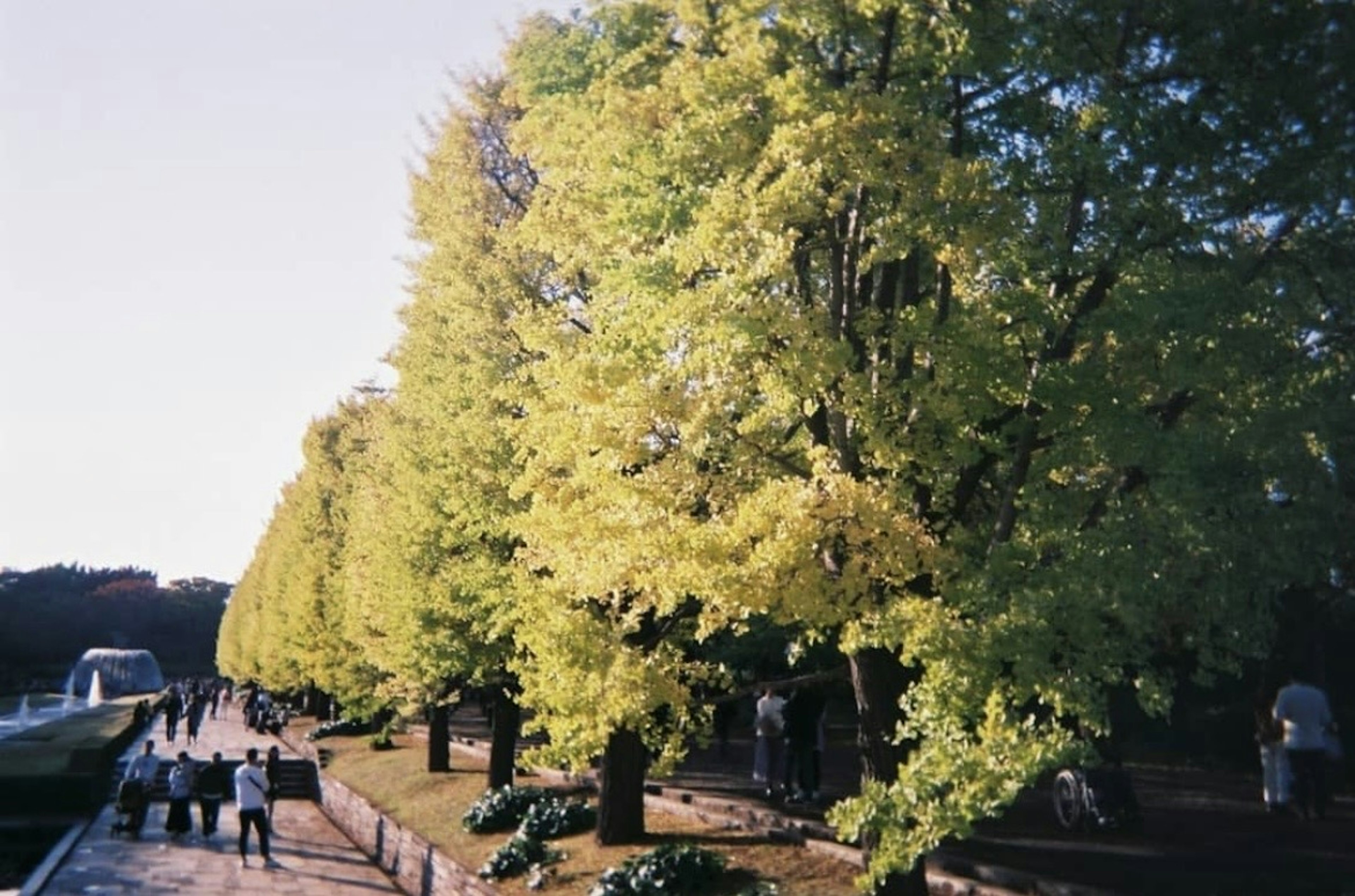 People walking along a tree-lined path with vibrant yellow leaves and blue sky