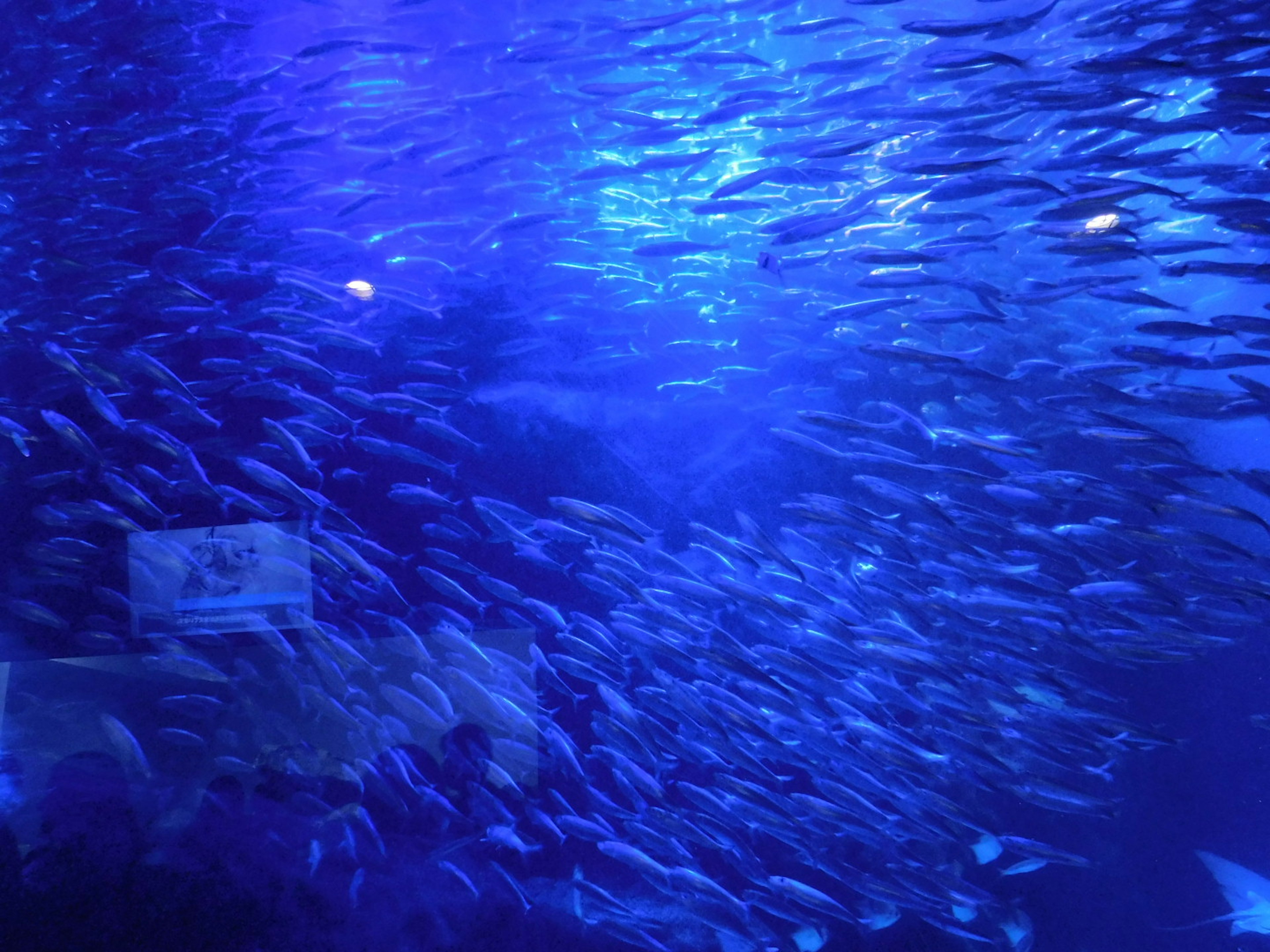 Scène d'un banc de poissons nageant dans une eau bleue dans un aquarium