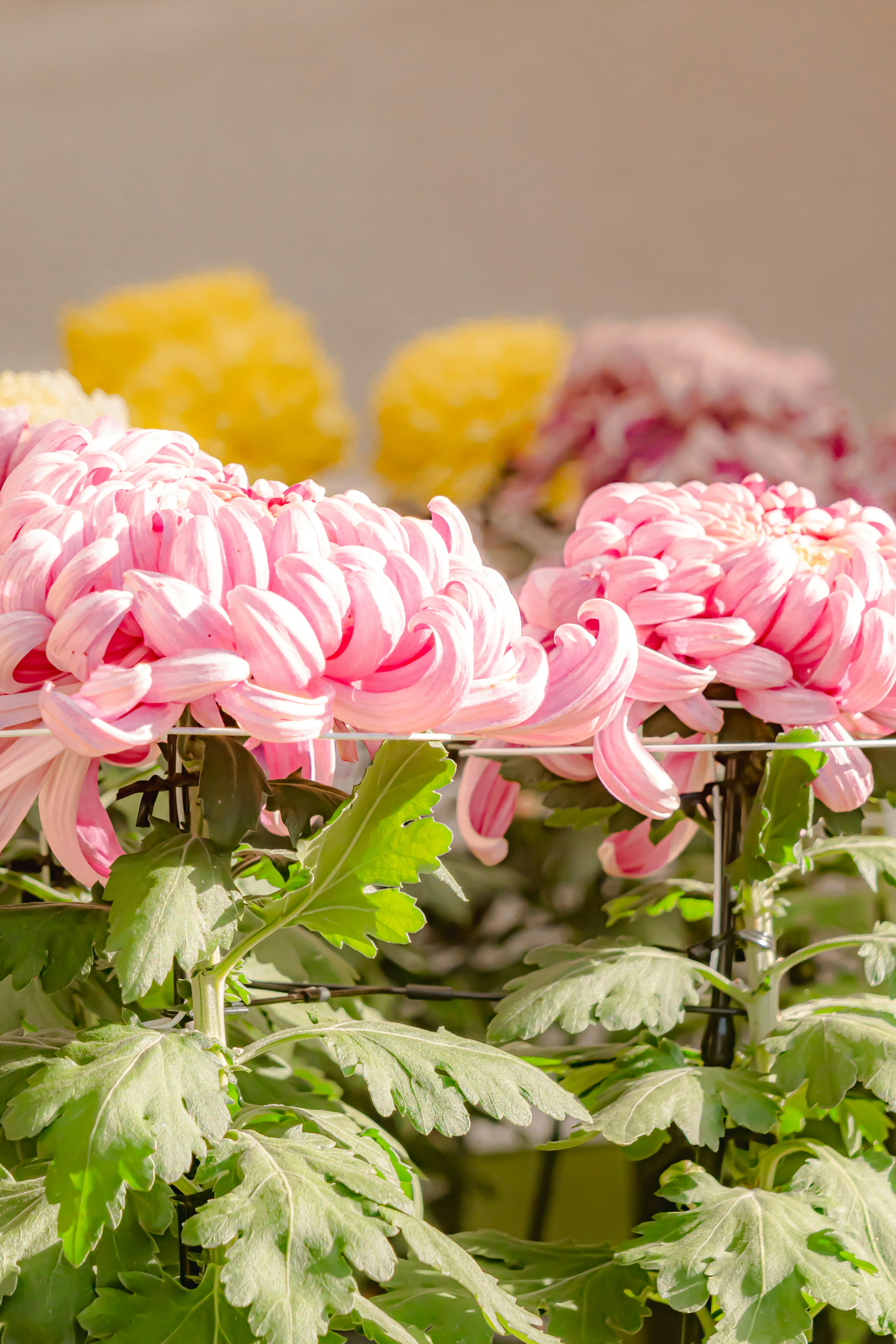 ピンクの菊の花が咲いている風景 黄色と紫の菊も見える 緑の葉が周りに広がっている