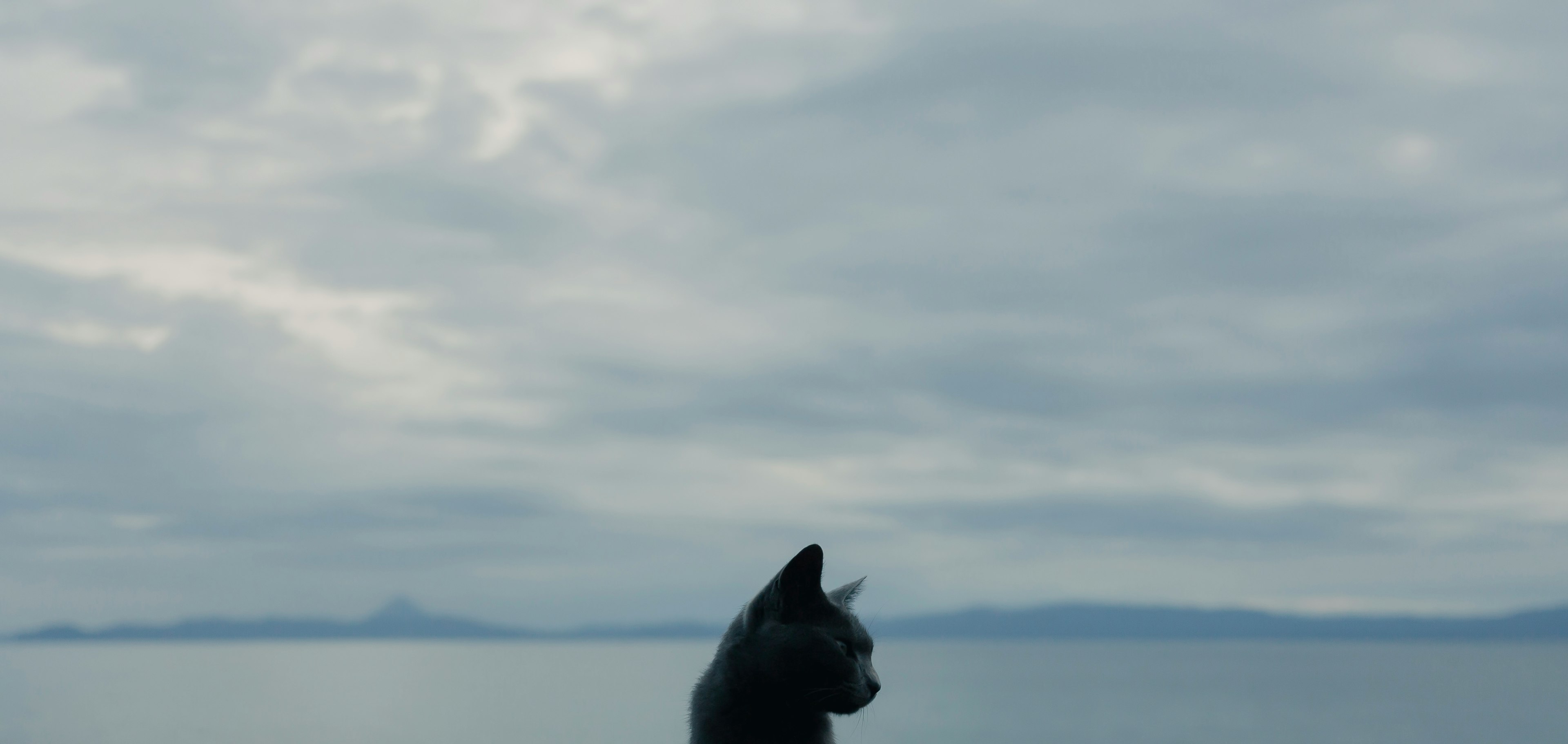 海の近くで黒い犬が横を向いている風景