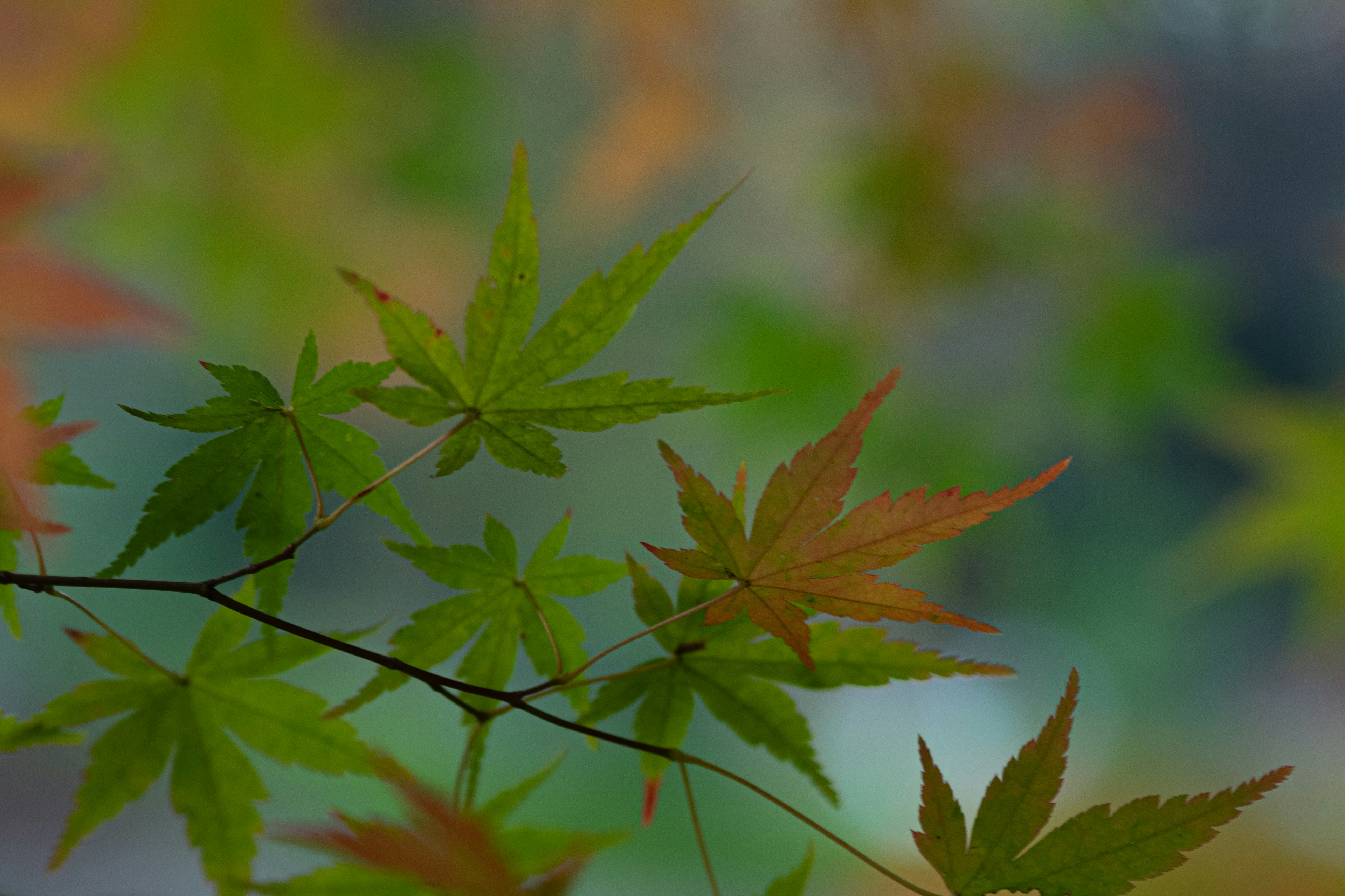 Close-up of a maple branch with vibrant green and orange leaves