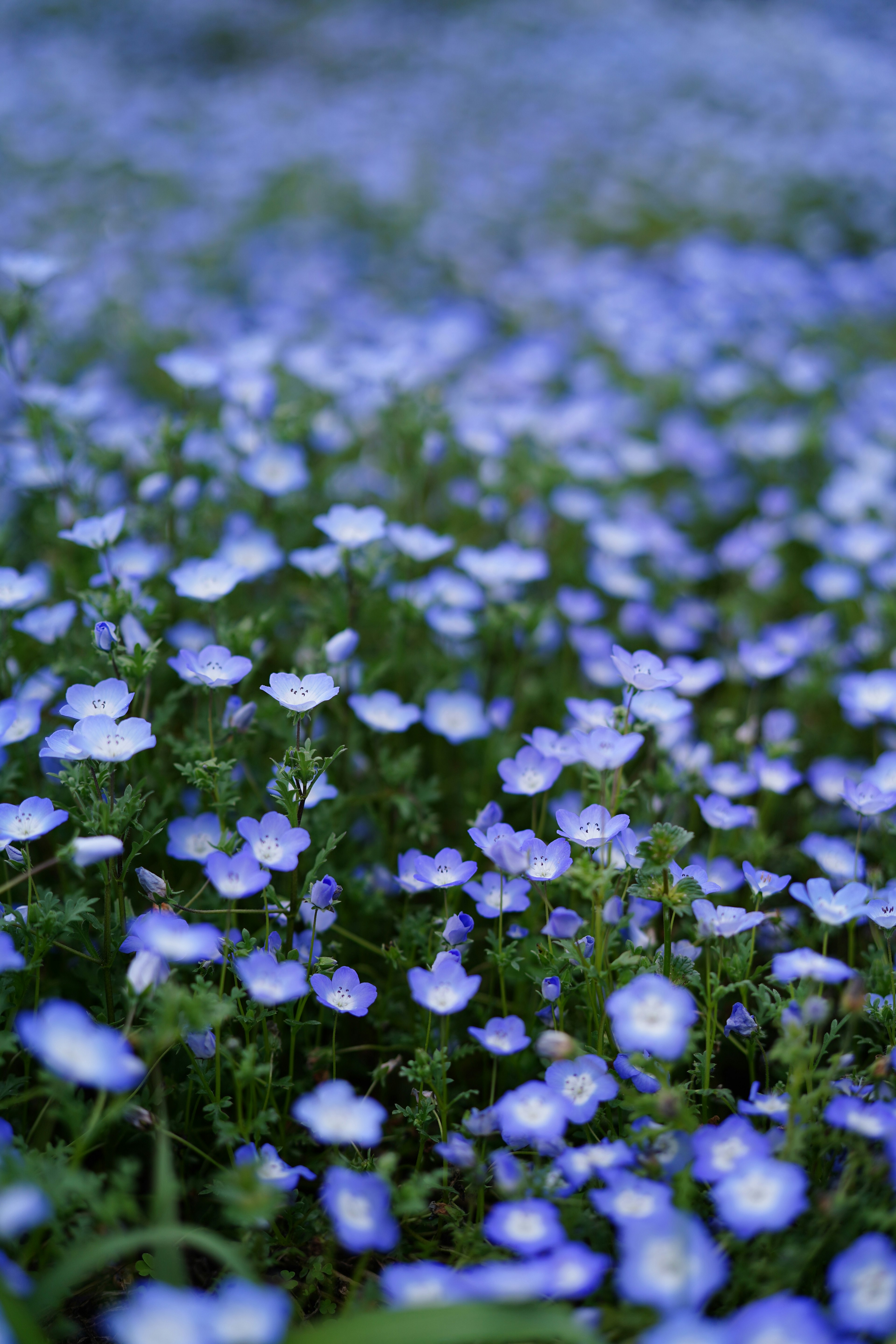 青い花が広がる美しい風景