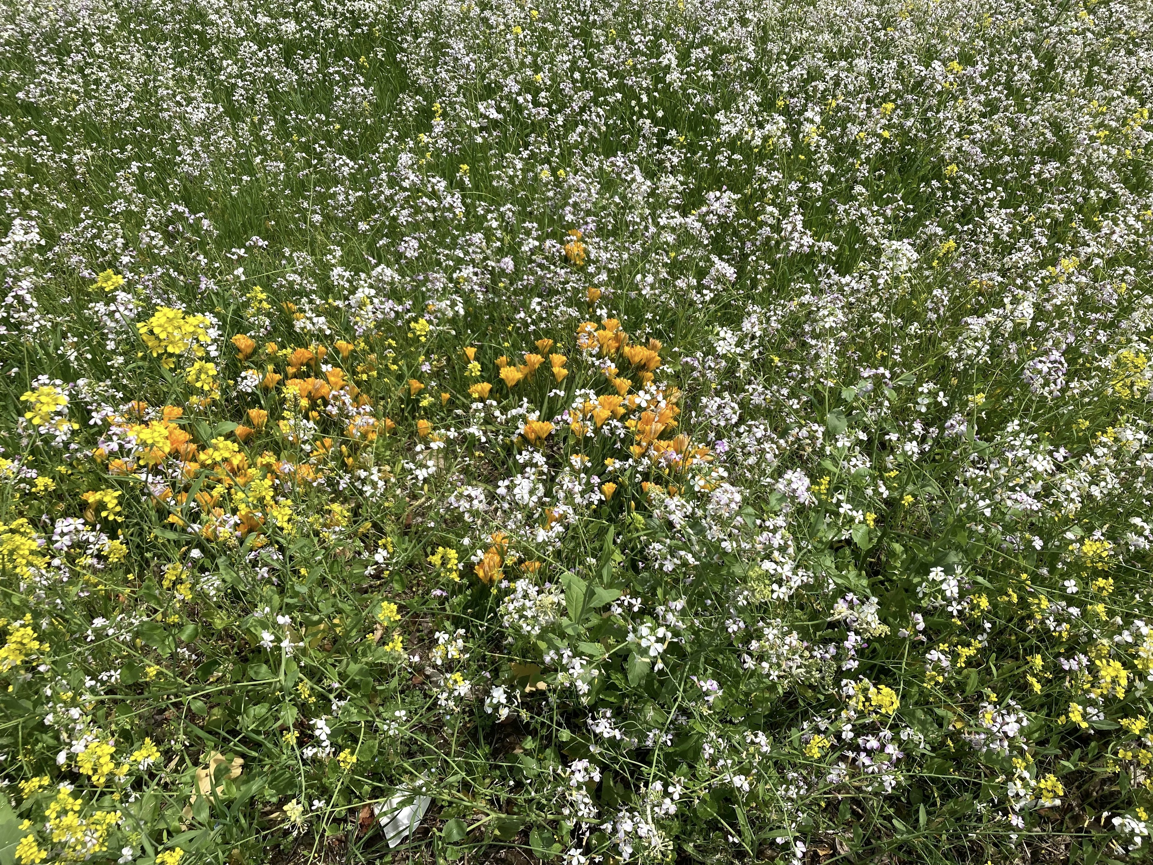 白い花と黄色い花が咲く広大な草原の風景