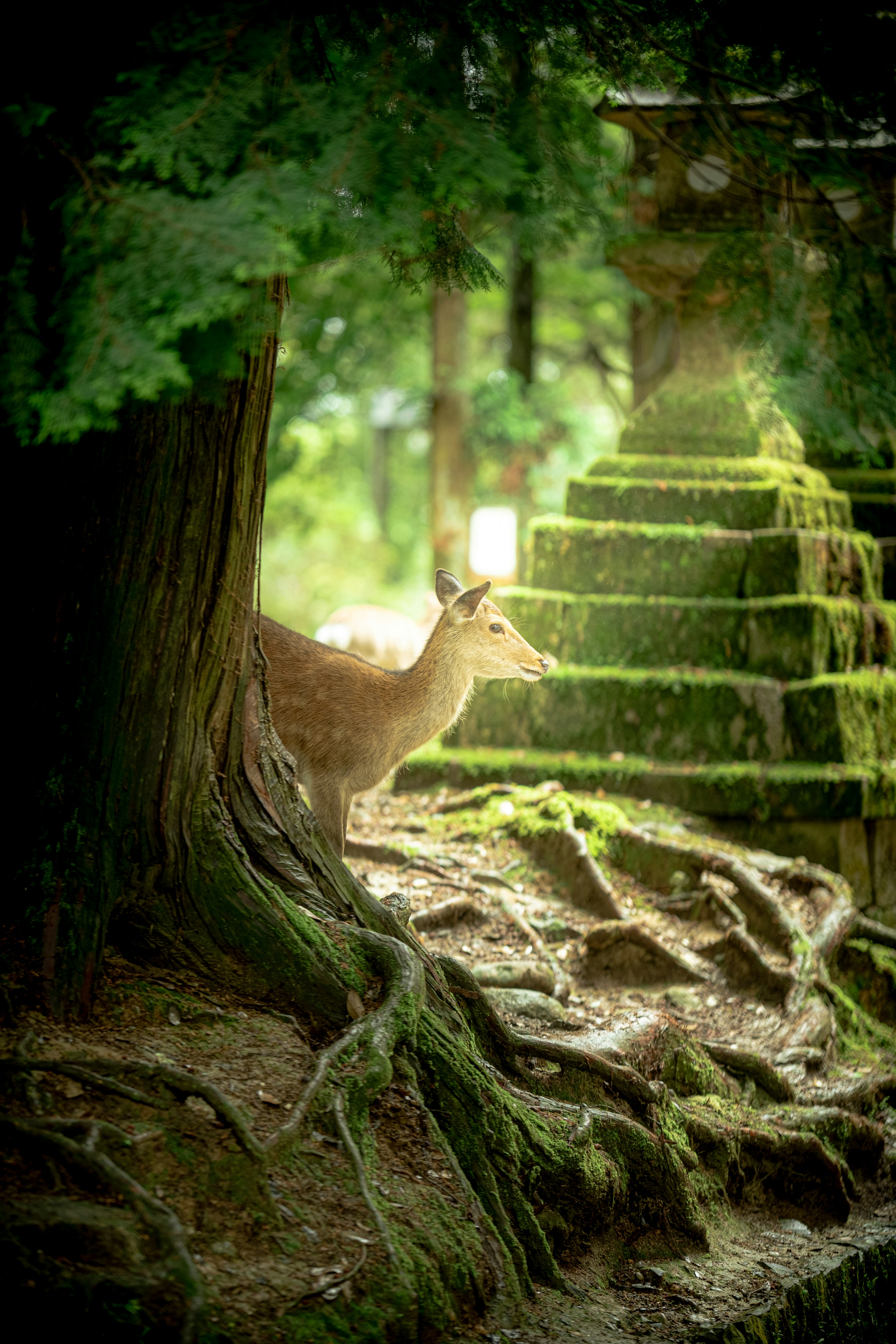 森の中で木の根元にいる鹿の姿と苔むした階段