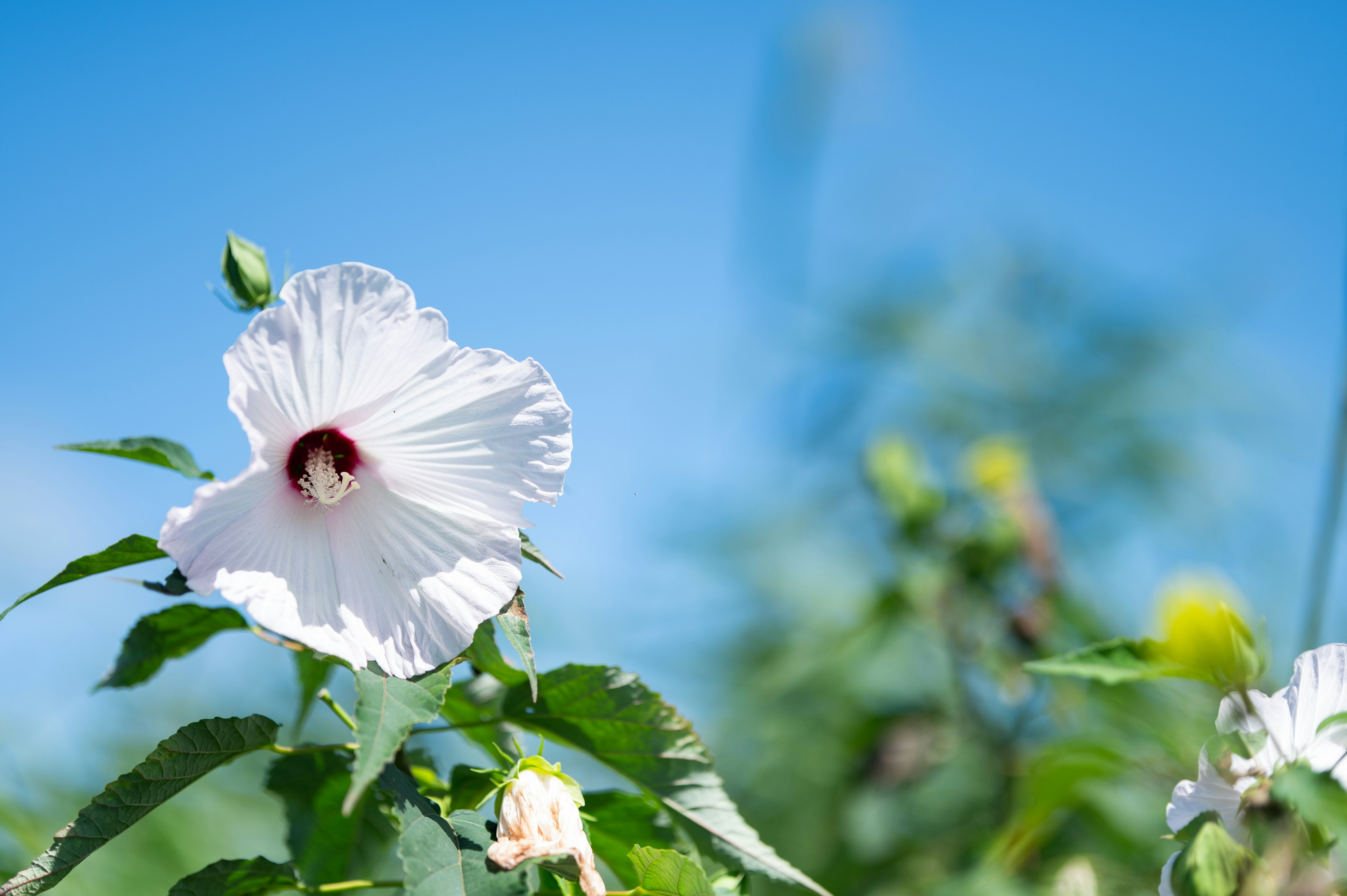 青空を背景にした白いハイビスカスの花と緑の葉