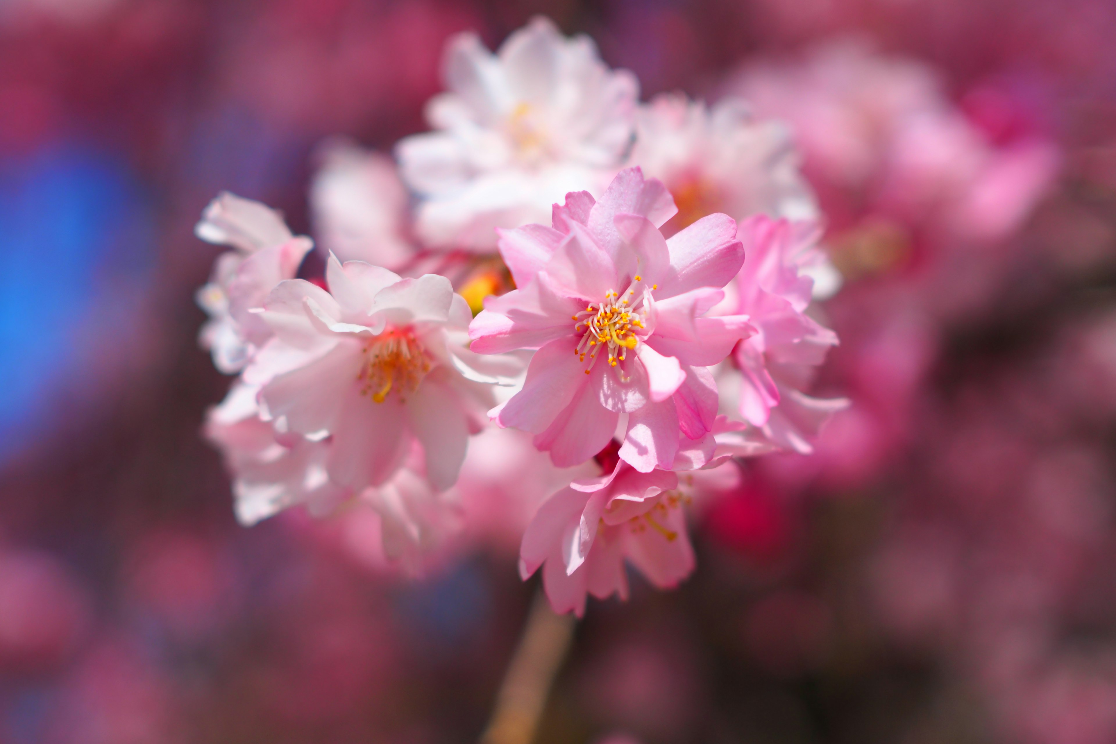 Blossoming pale pink cherry blossoms with a soft focus background