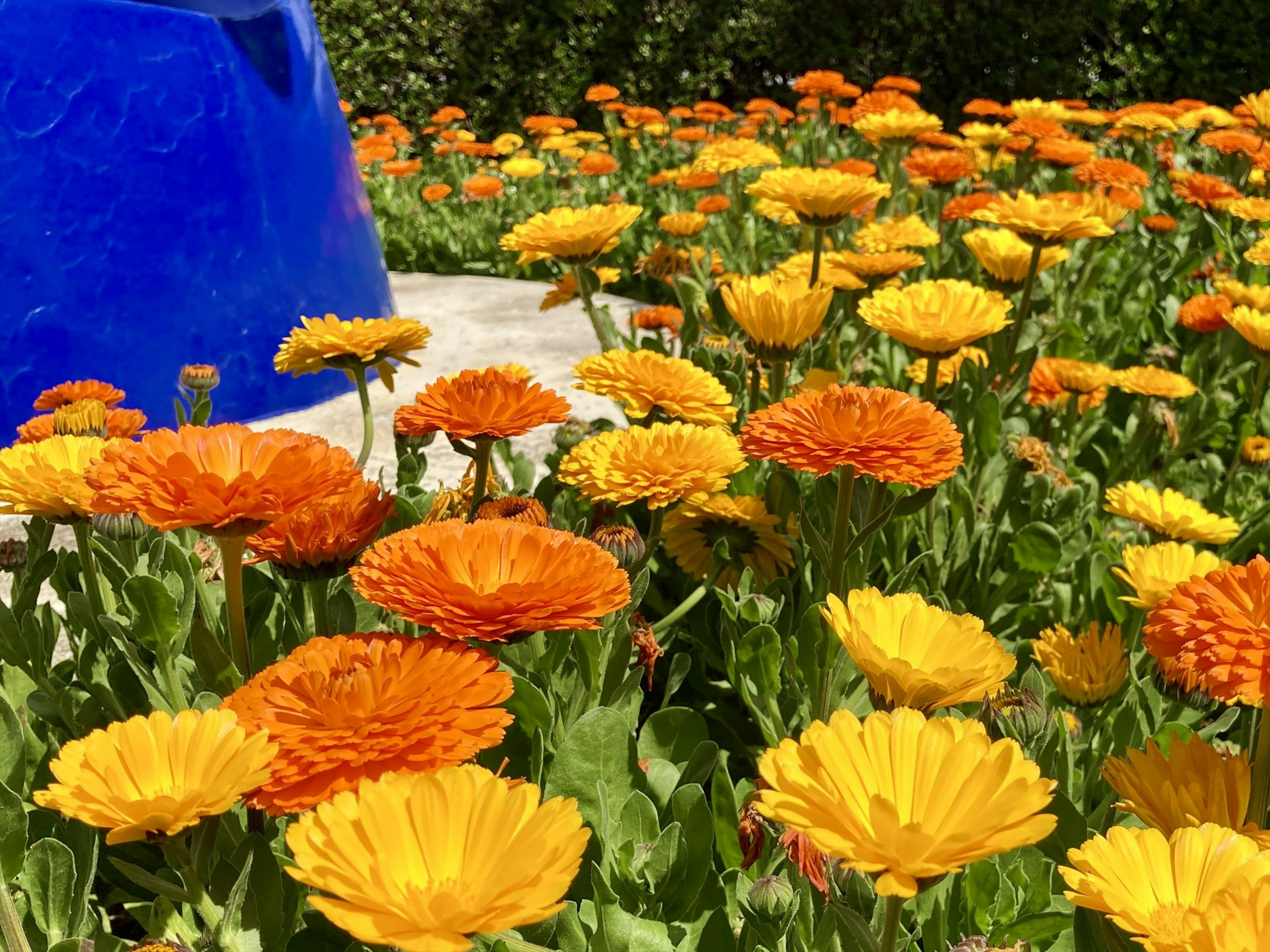 Flores naranjas y amarillas vibrantes en un jardín con una maceta de cerámica azul