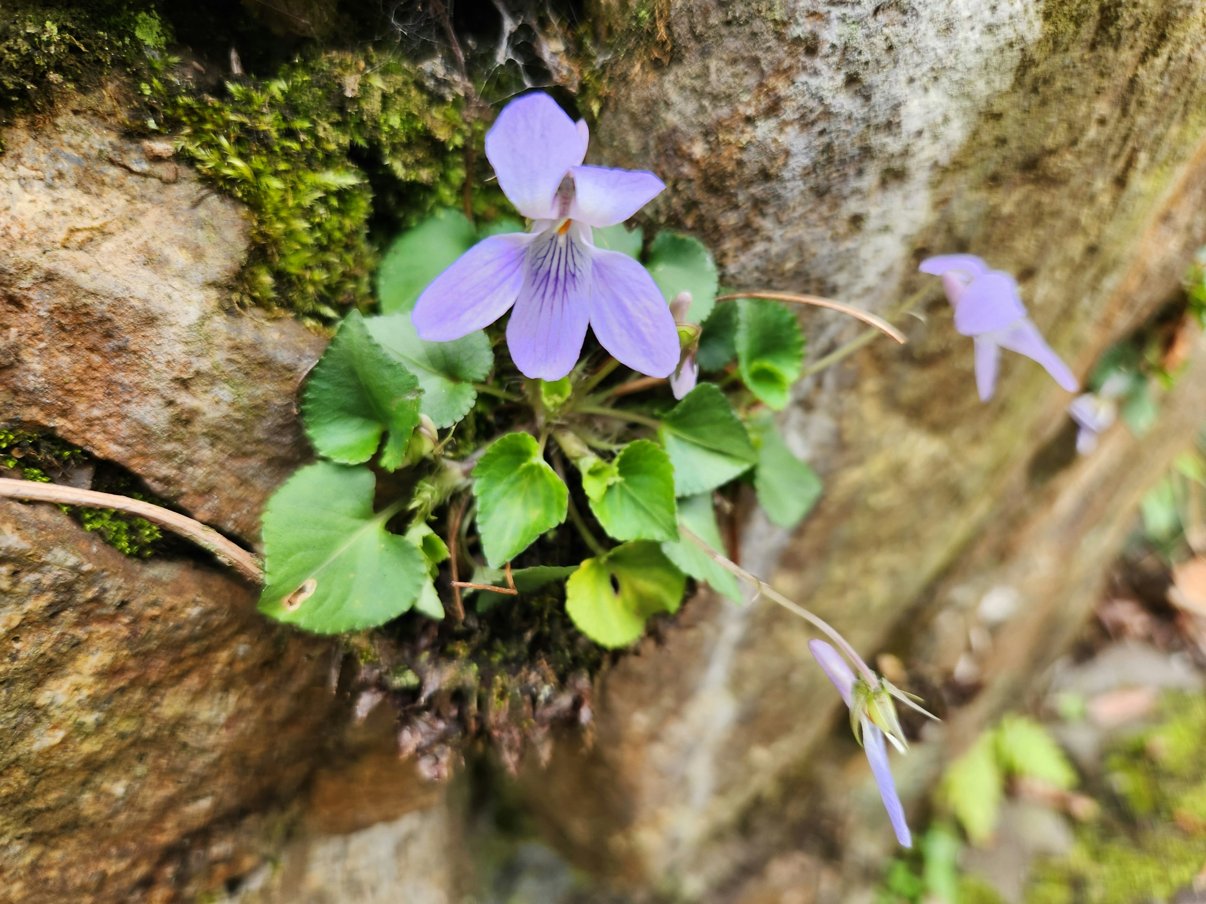 Purple flower and green leaves emerging from a stone wall