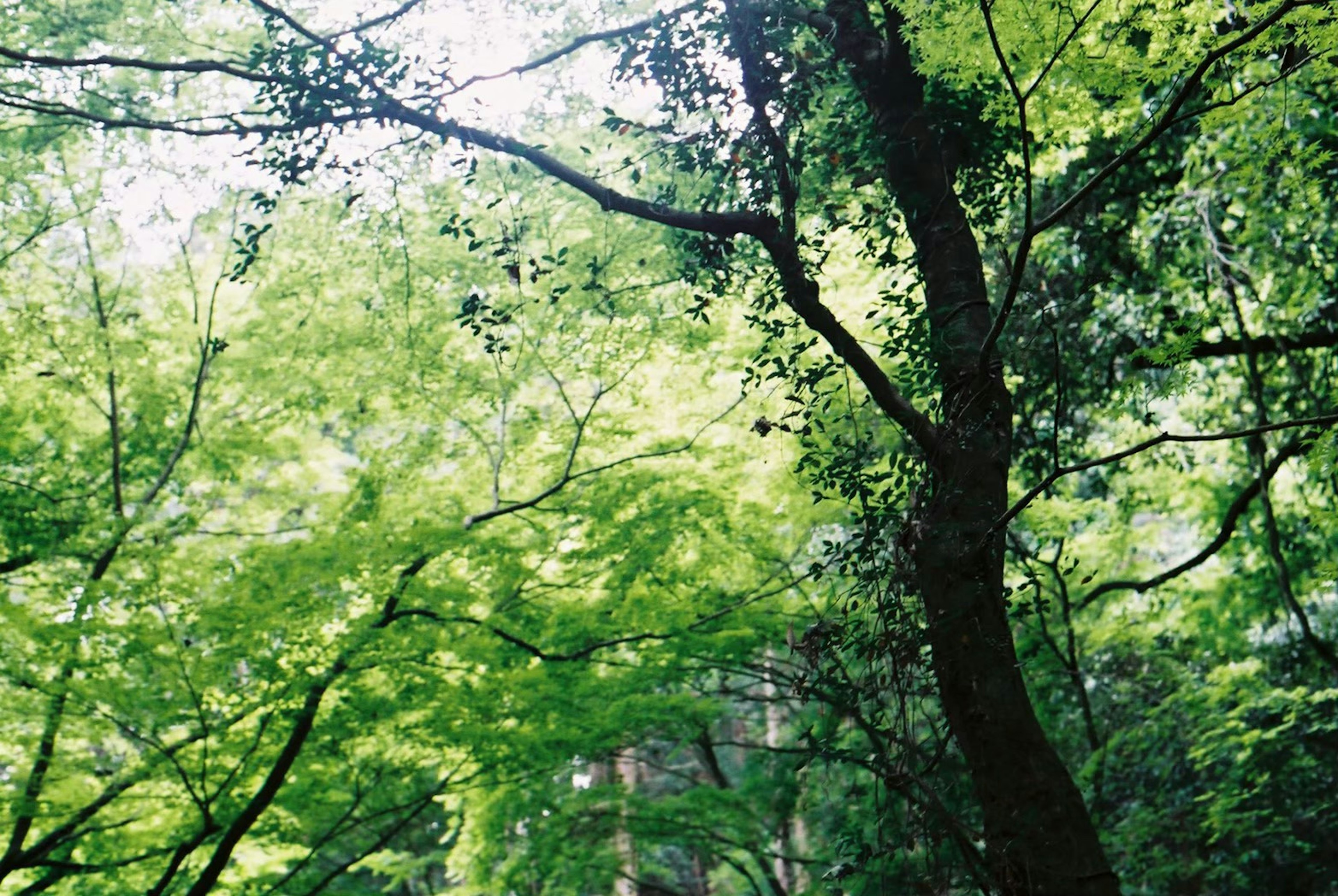 A view of lush green leaves in a forest canopy