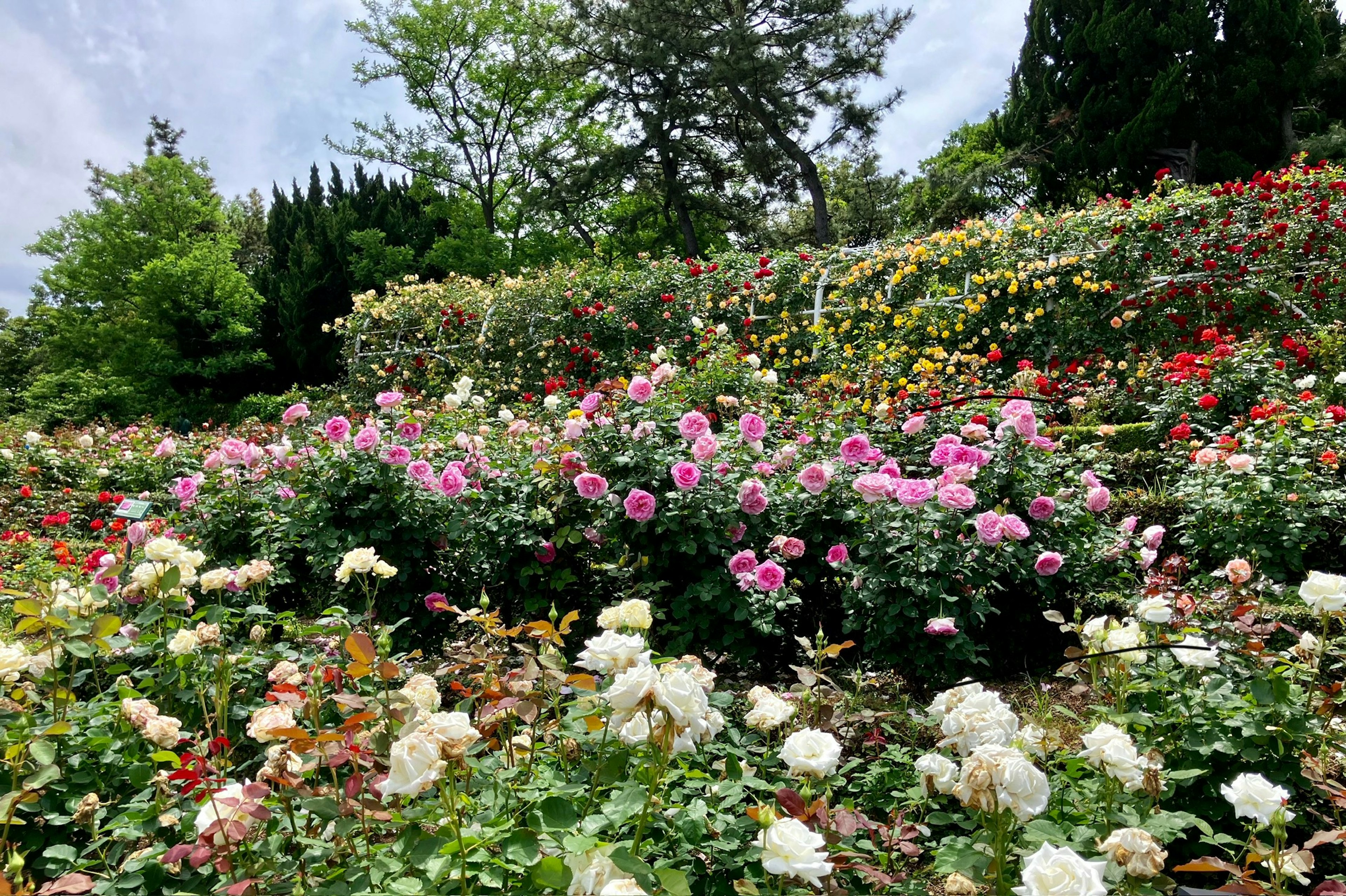 A vibrant garden filled with blooming roses in various colors