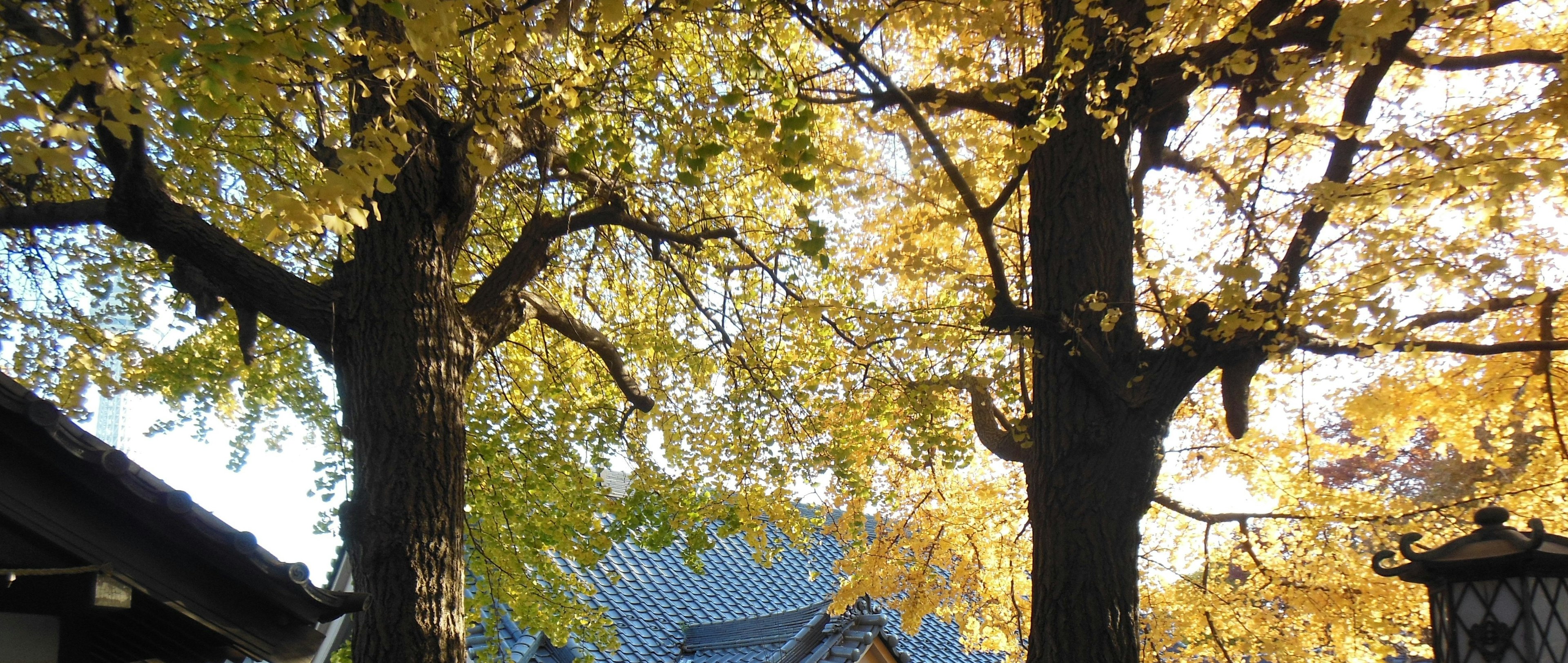 Dos árboles con hojas amarillas de otoño y un fondo sereno