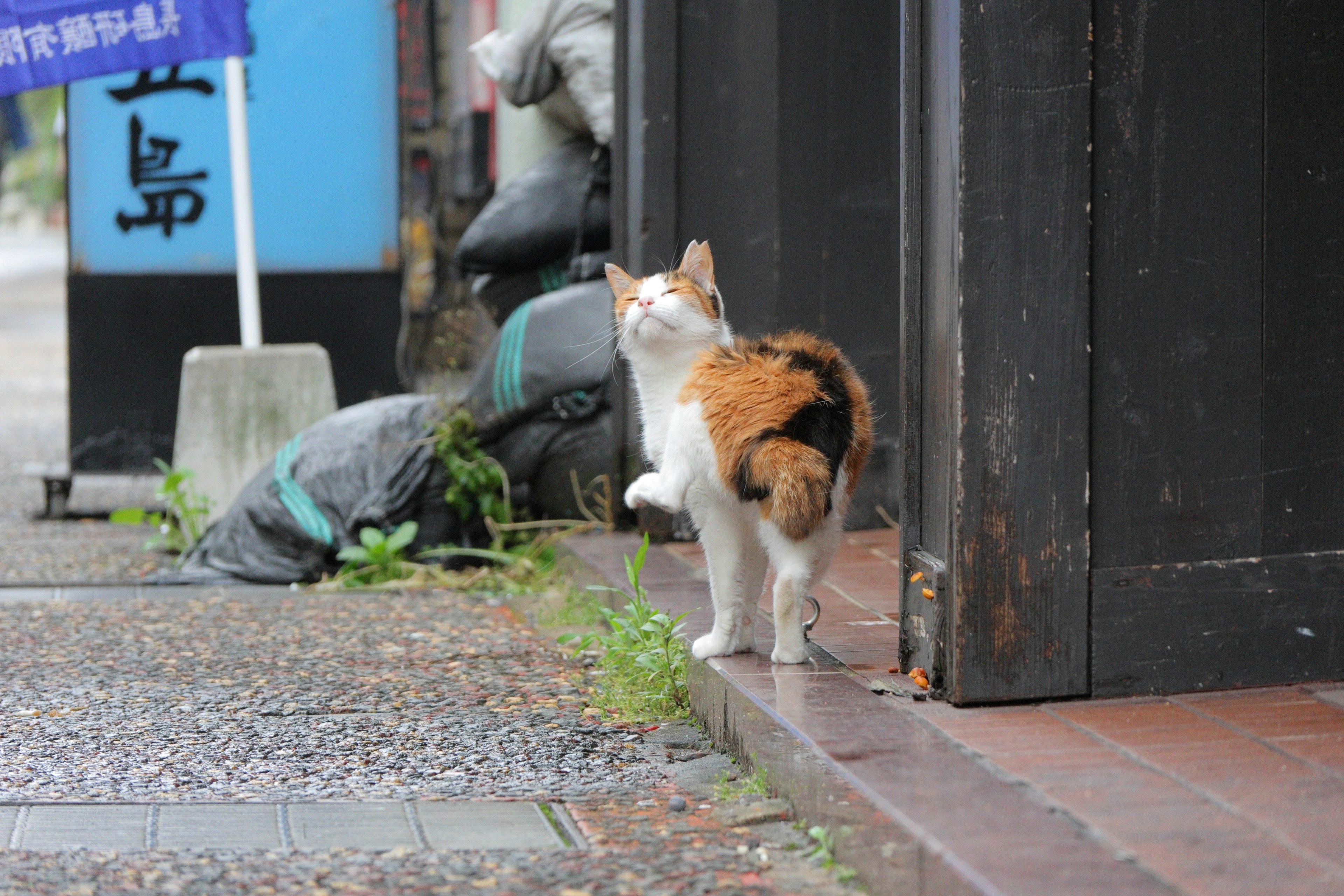 Un chat tricolore se retournant dans la rue