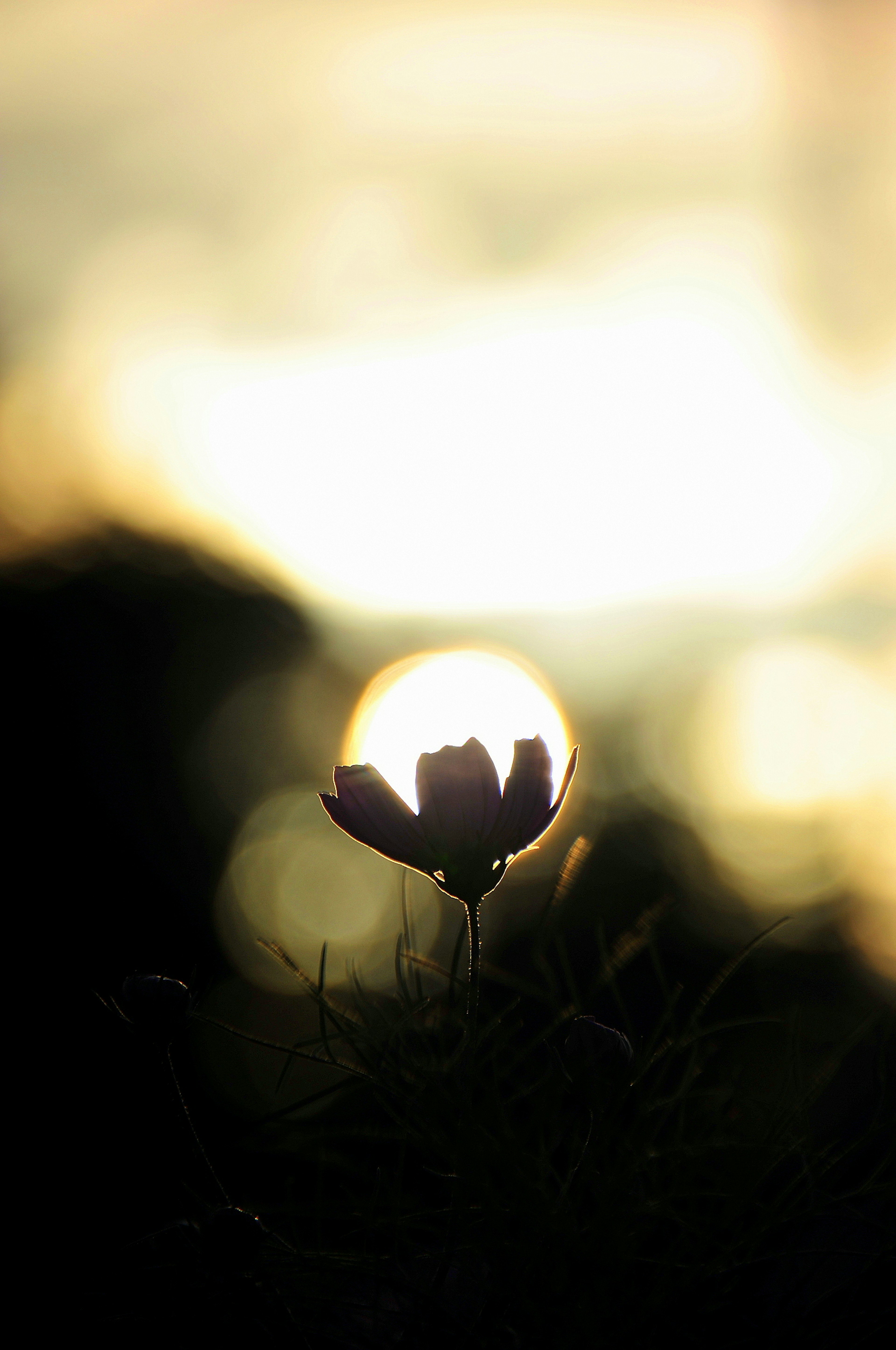 逆光の中の花のシルエットと柔らかな光