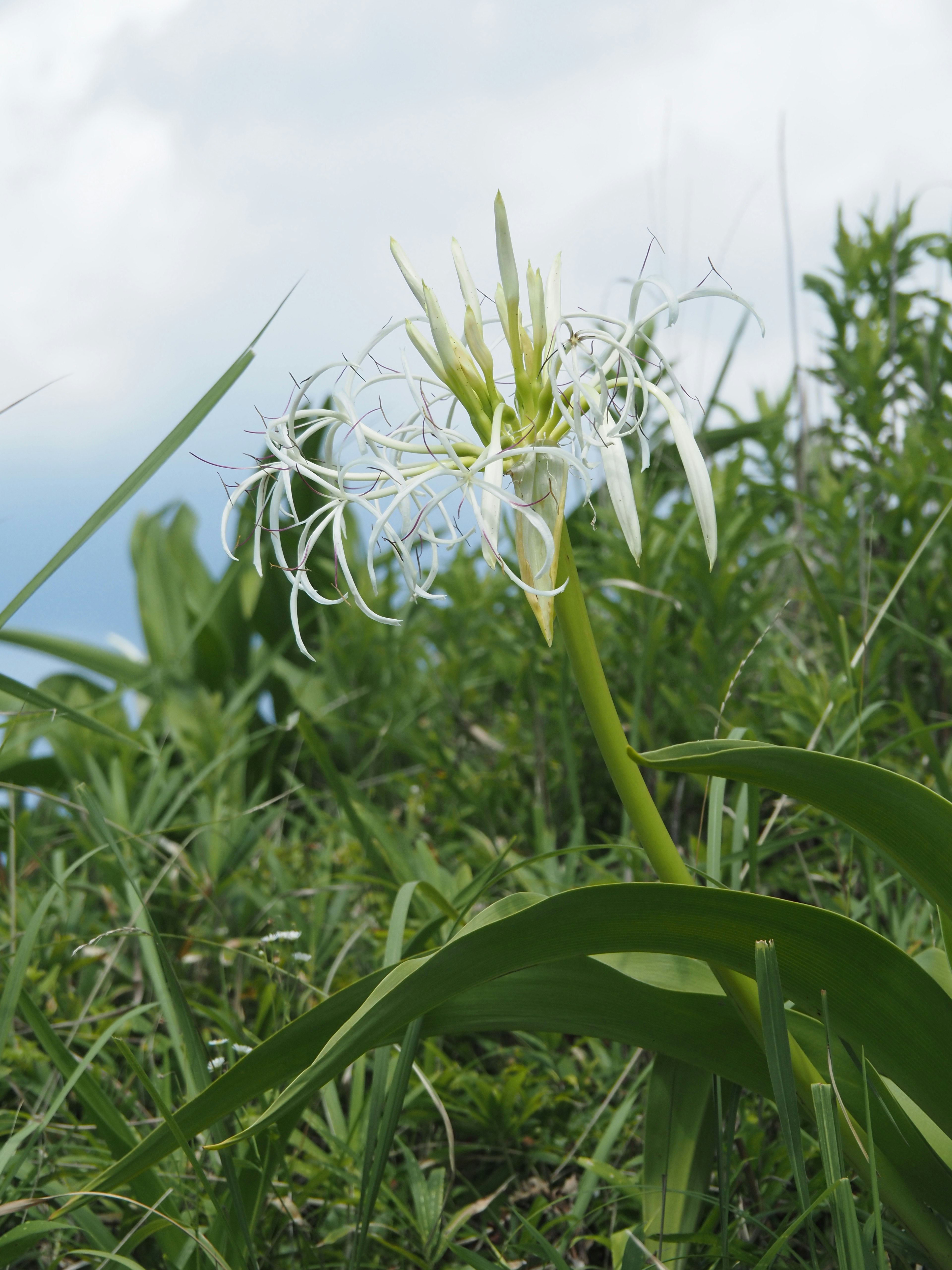 A white flower blooming among green grass