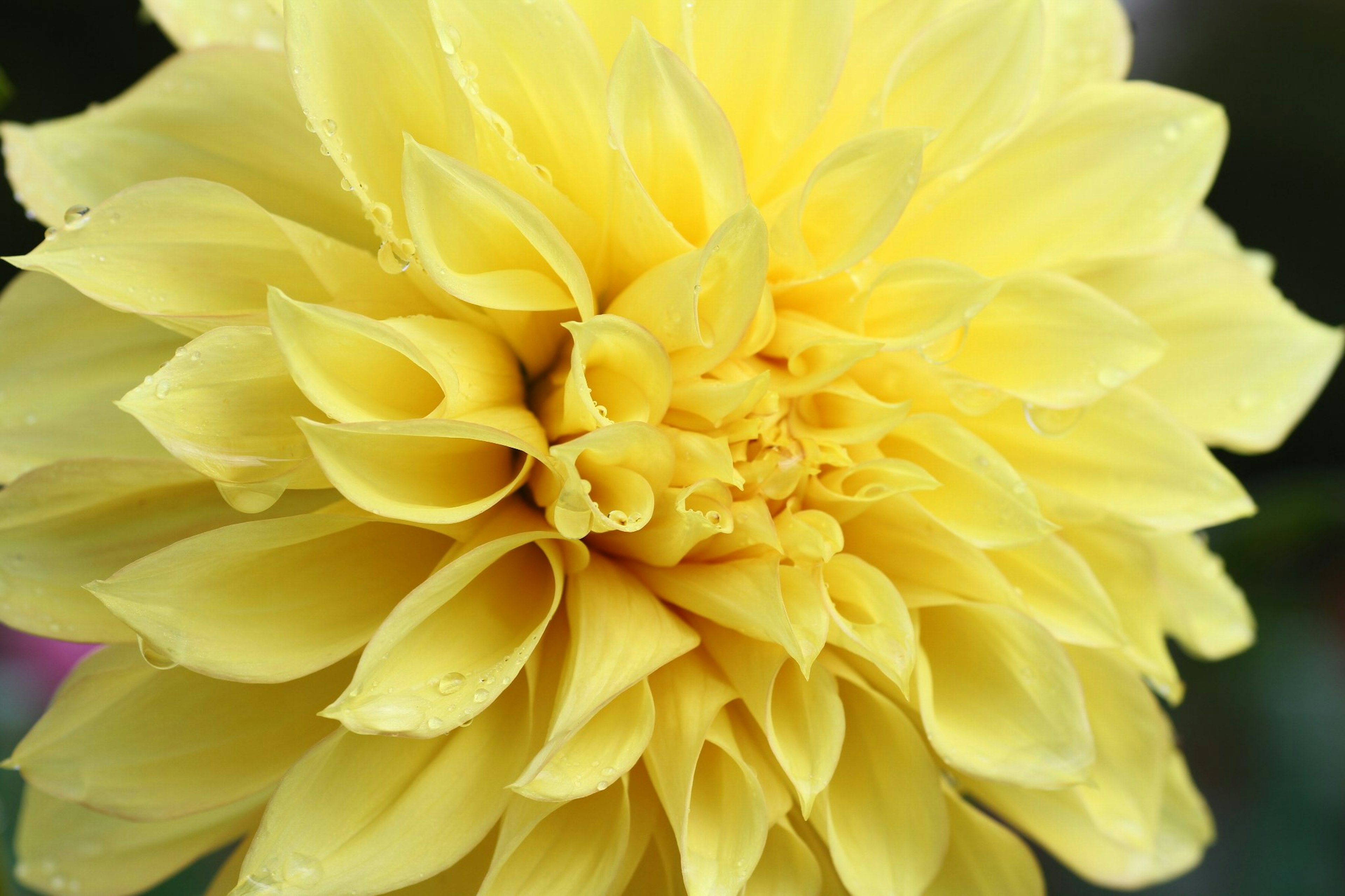 Nahaufnahme einer lebhaften gelben Dahlienblüte