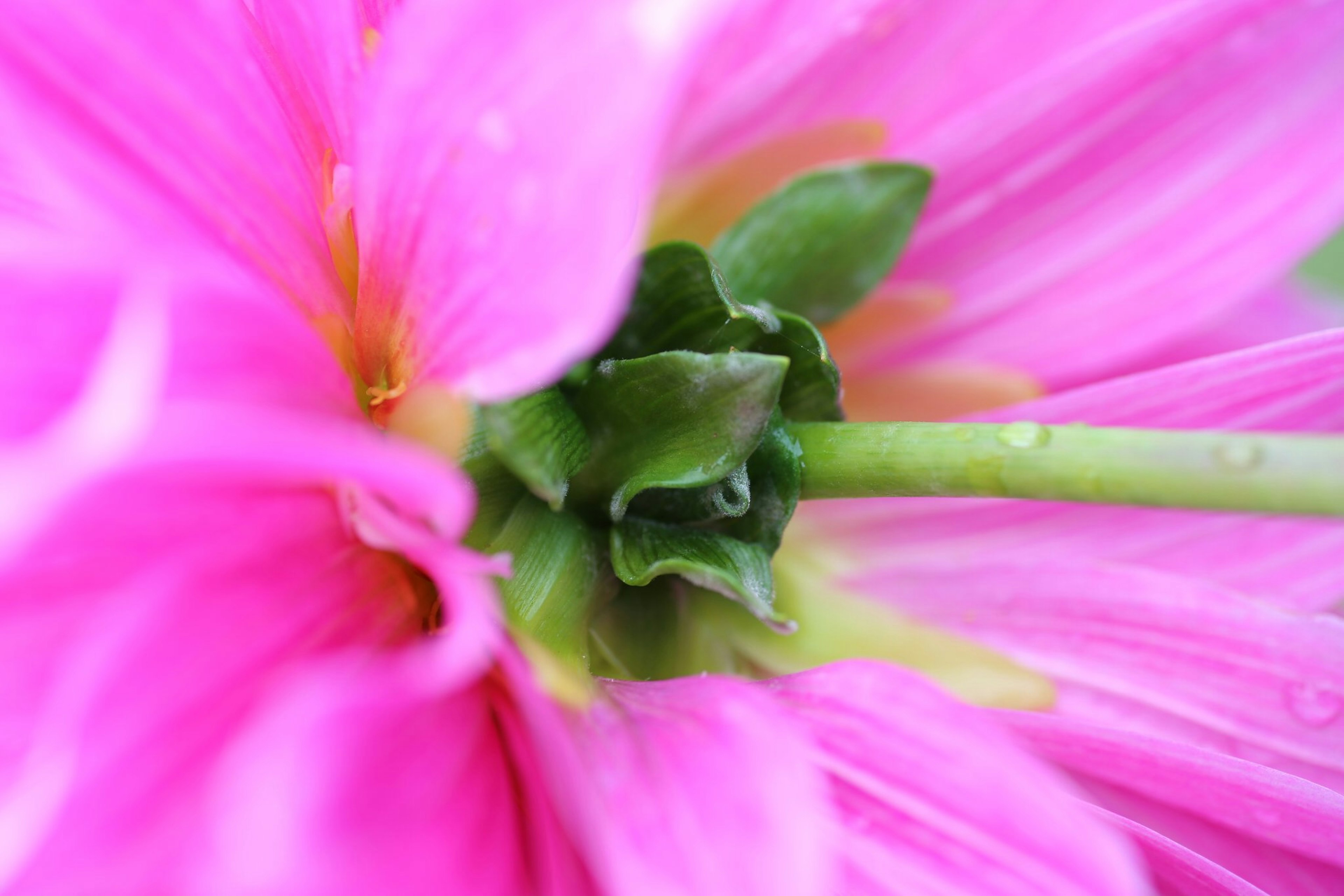 Nahaufnahme des Zentrums einer rosa Blume mit sichtbaren grünen Blättern