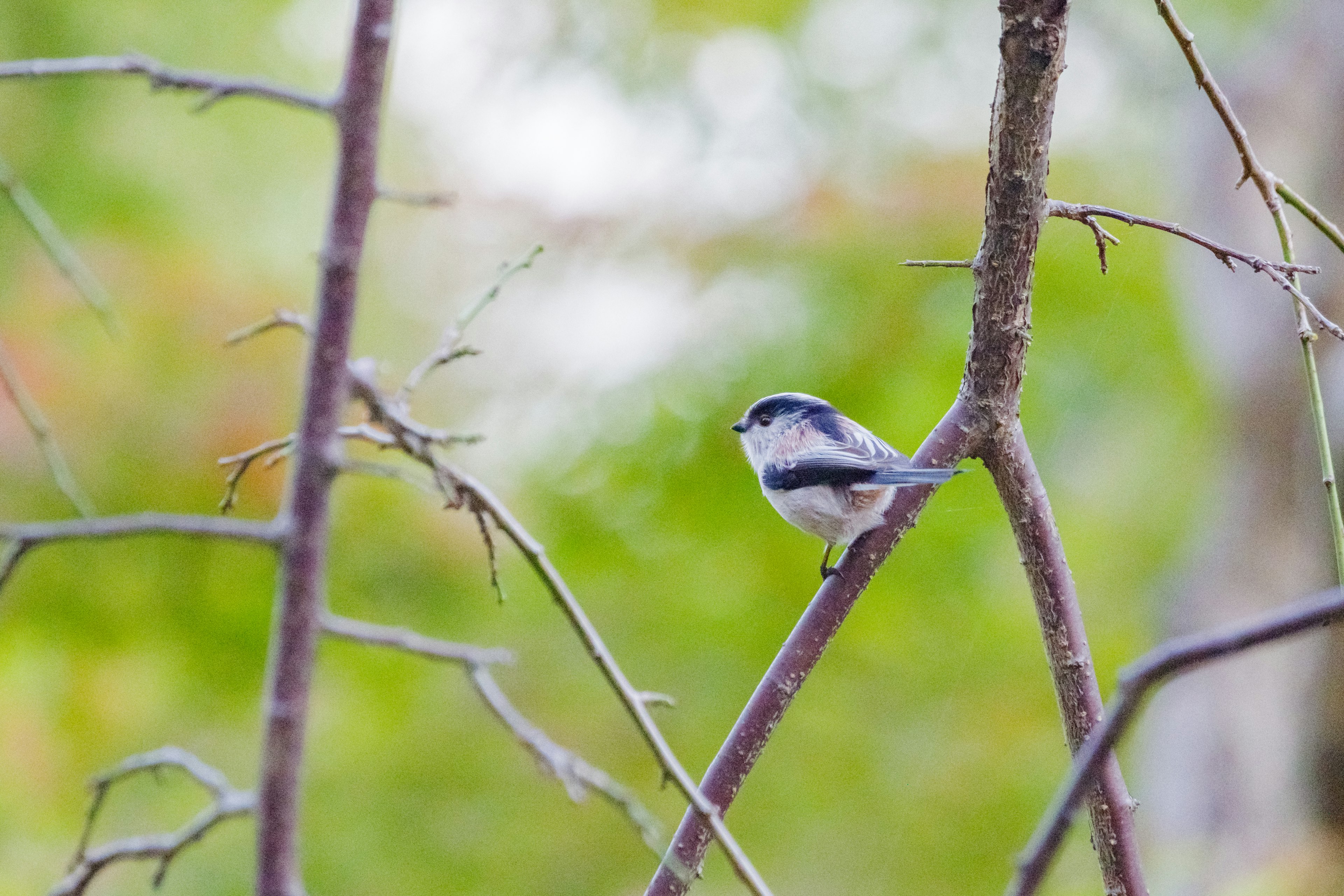 Gros plan d'un petit oiseau perché sur une branche avec un arrière-plan vert flou