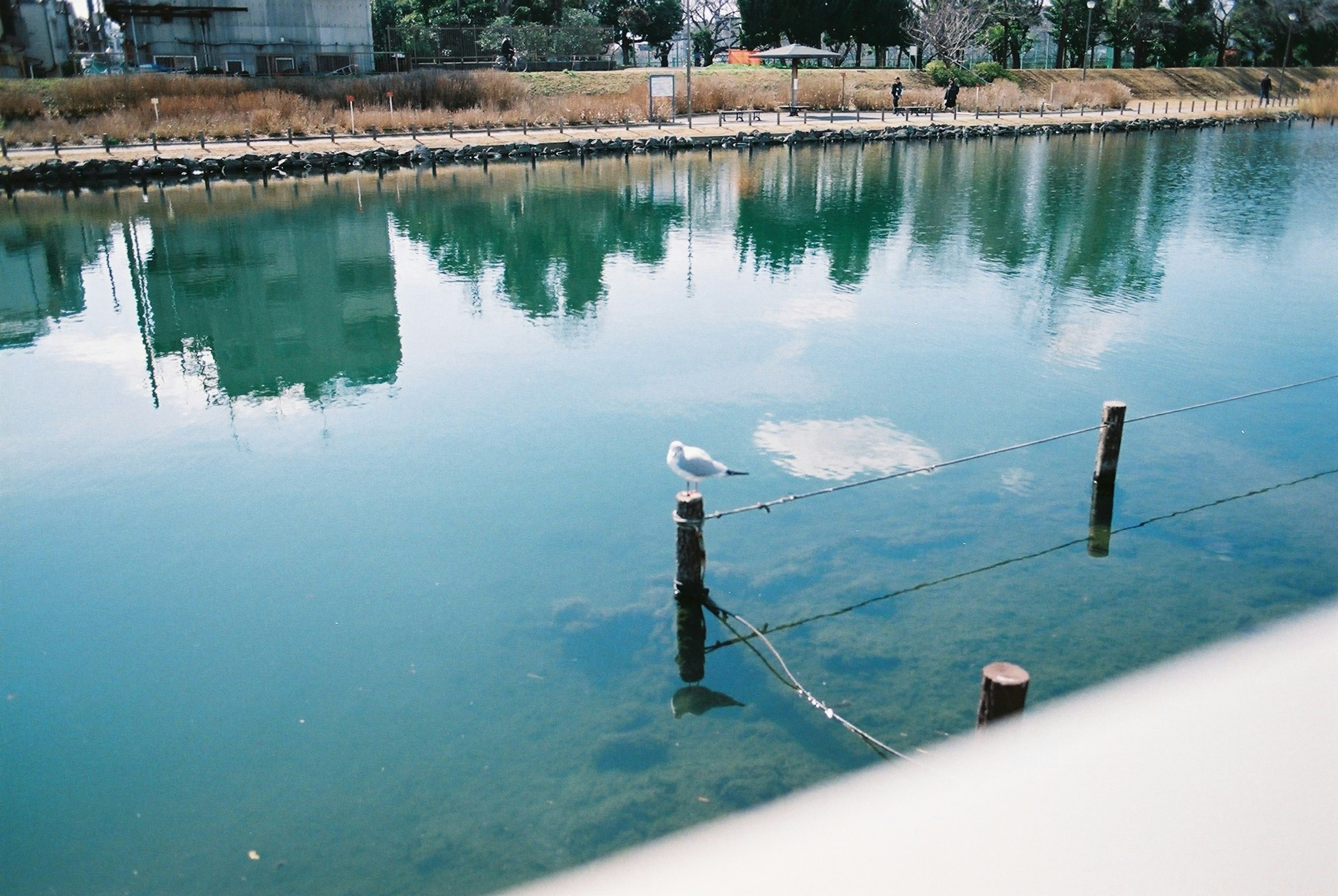 Serene water surface reflecting scenery with a single white bird