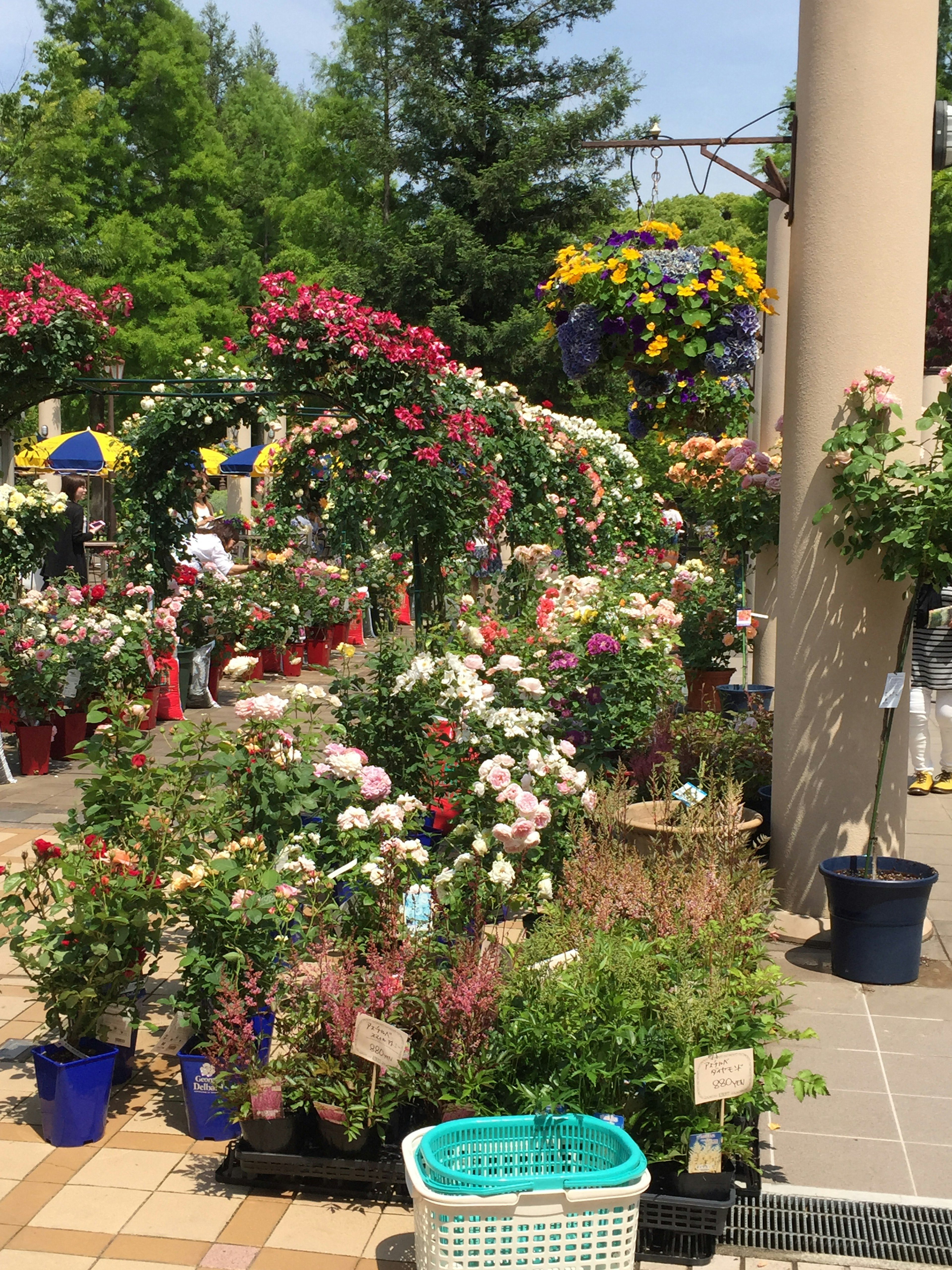 Une scène de jardin vibrante remplie de fleurs colorées dans divers pots