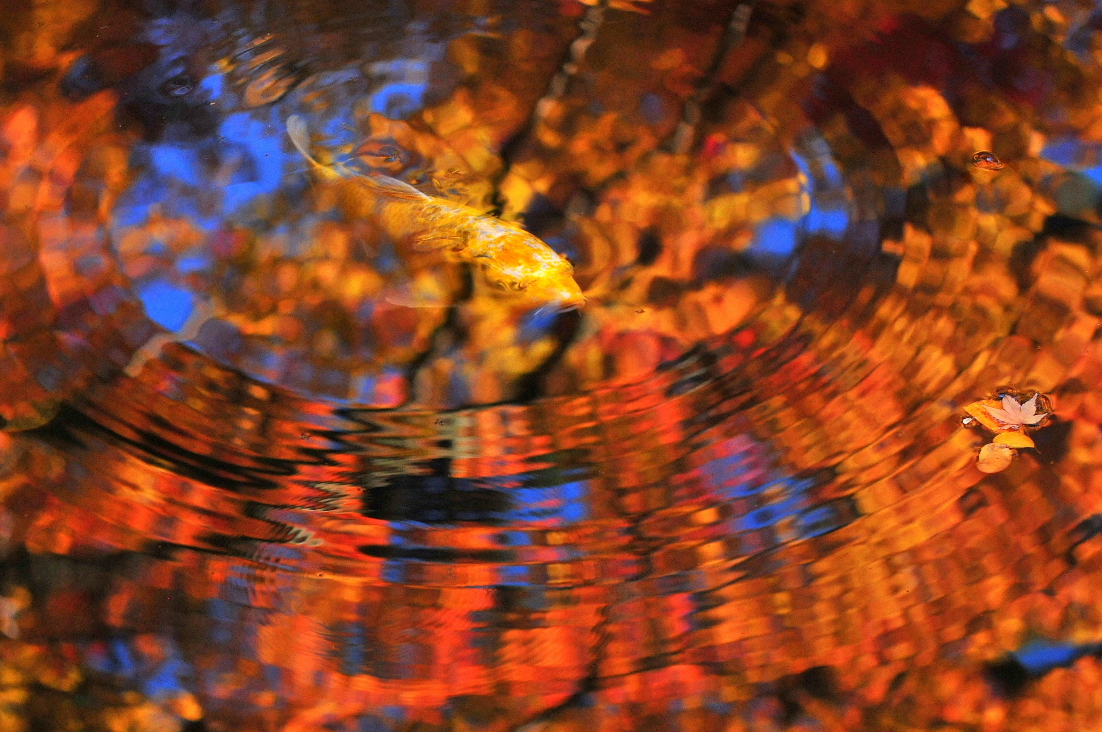 Hermoso contraste de hojas de otoño y pez koi reflejado en la superficie del agua