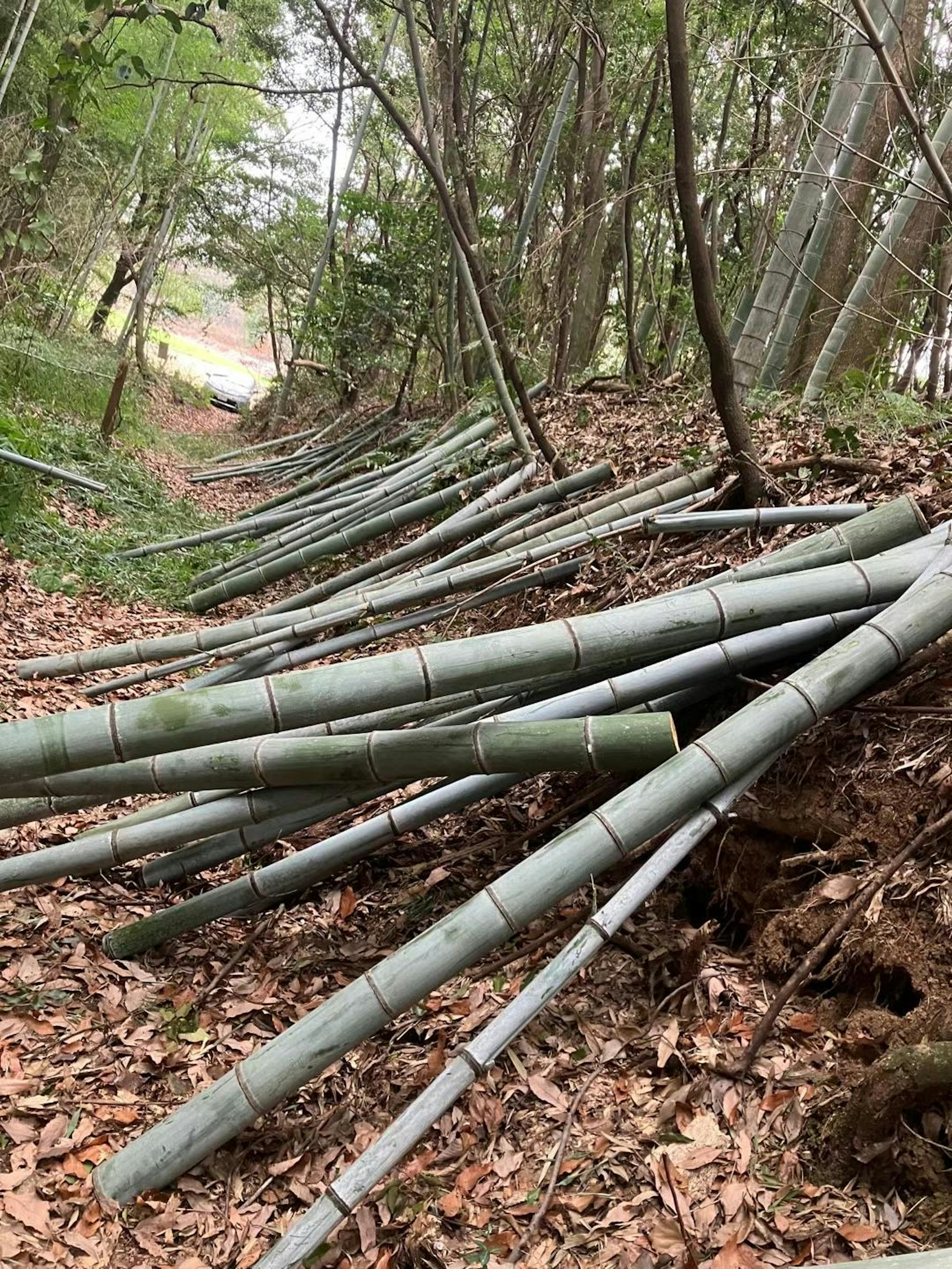 Un chemin forestier avec des tiges de bambou tombées