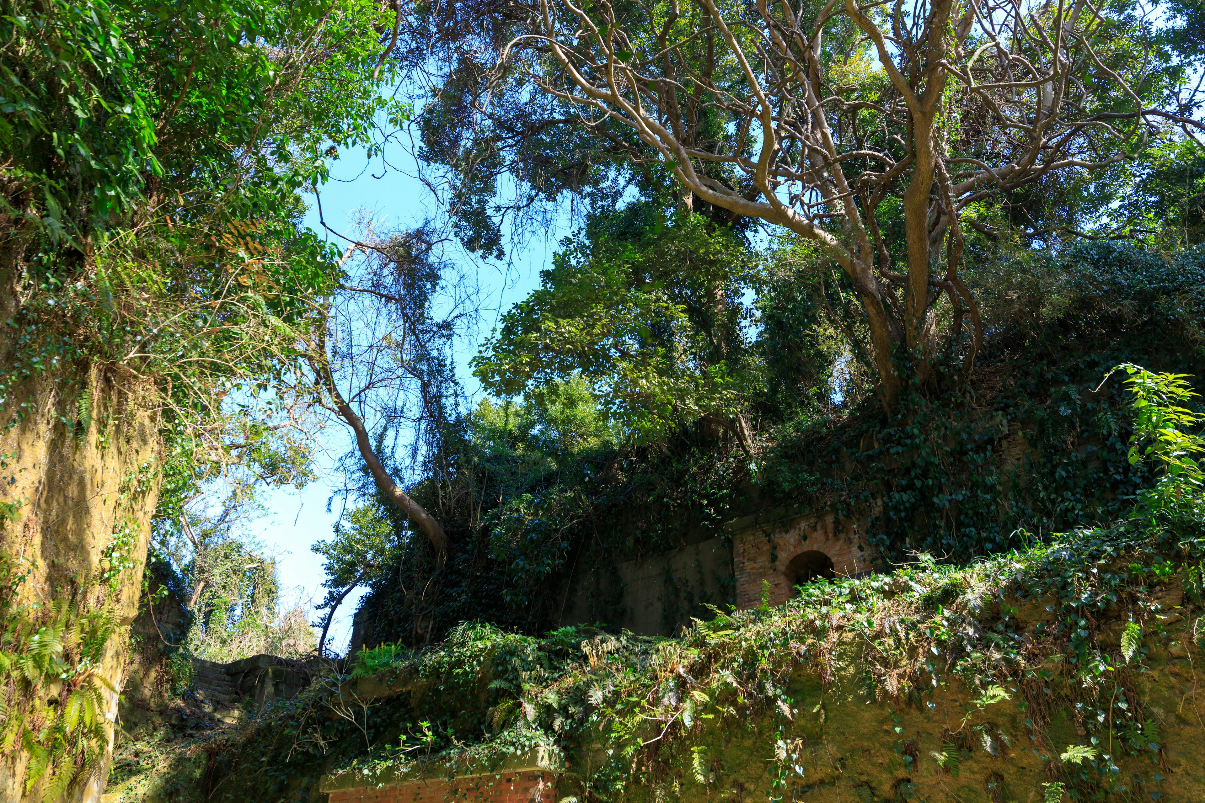 Lush green trees and plants under a blue sky