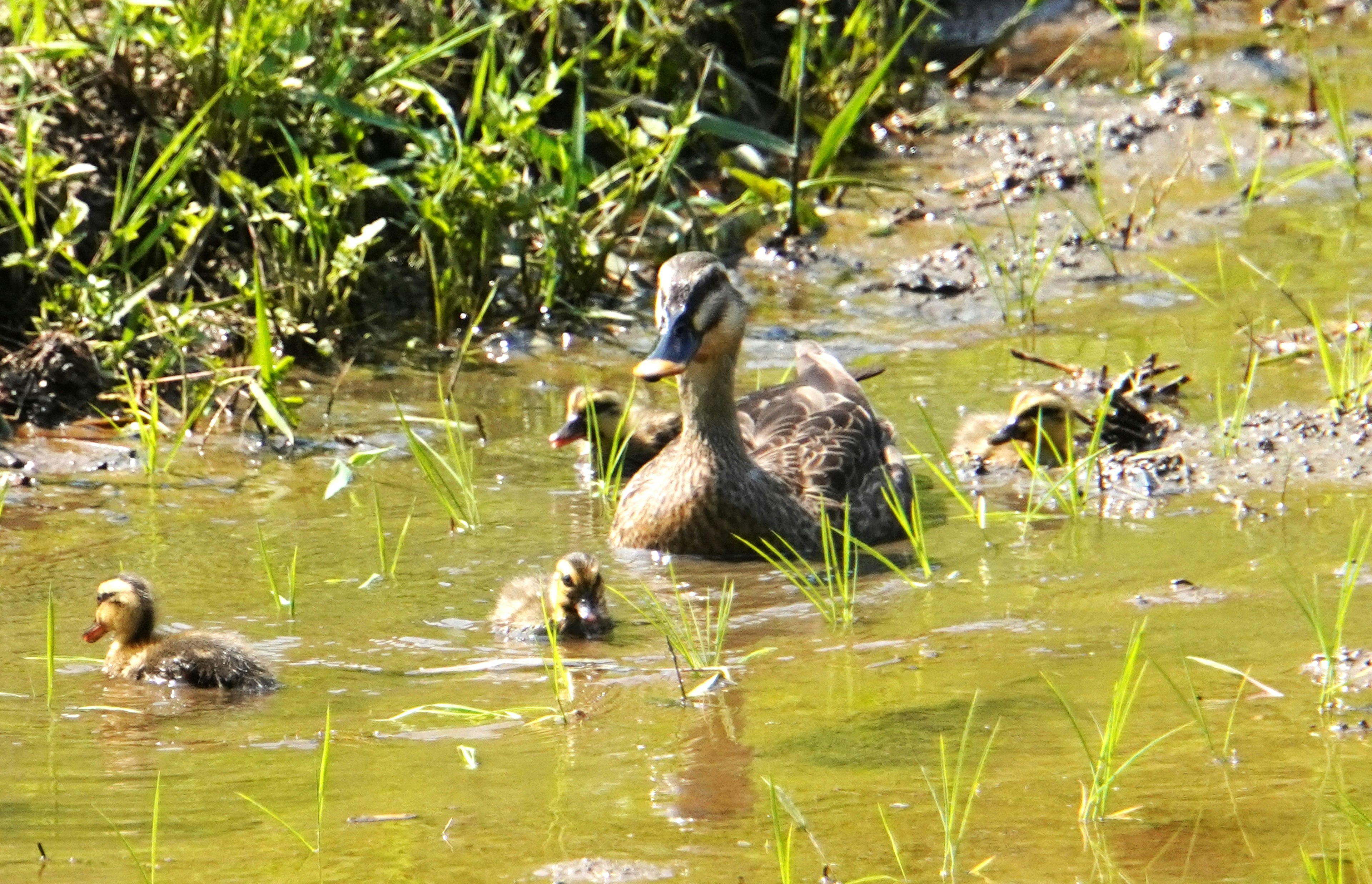 A mother duck with her ducklings in a wetland surrounded by green grass