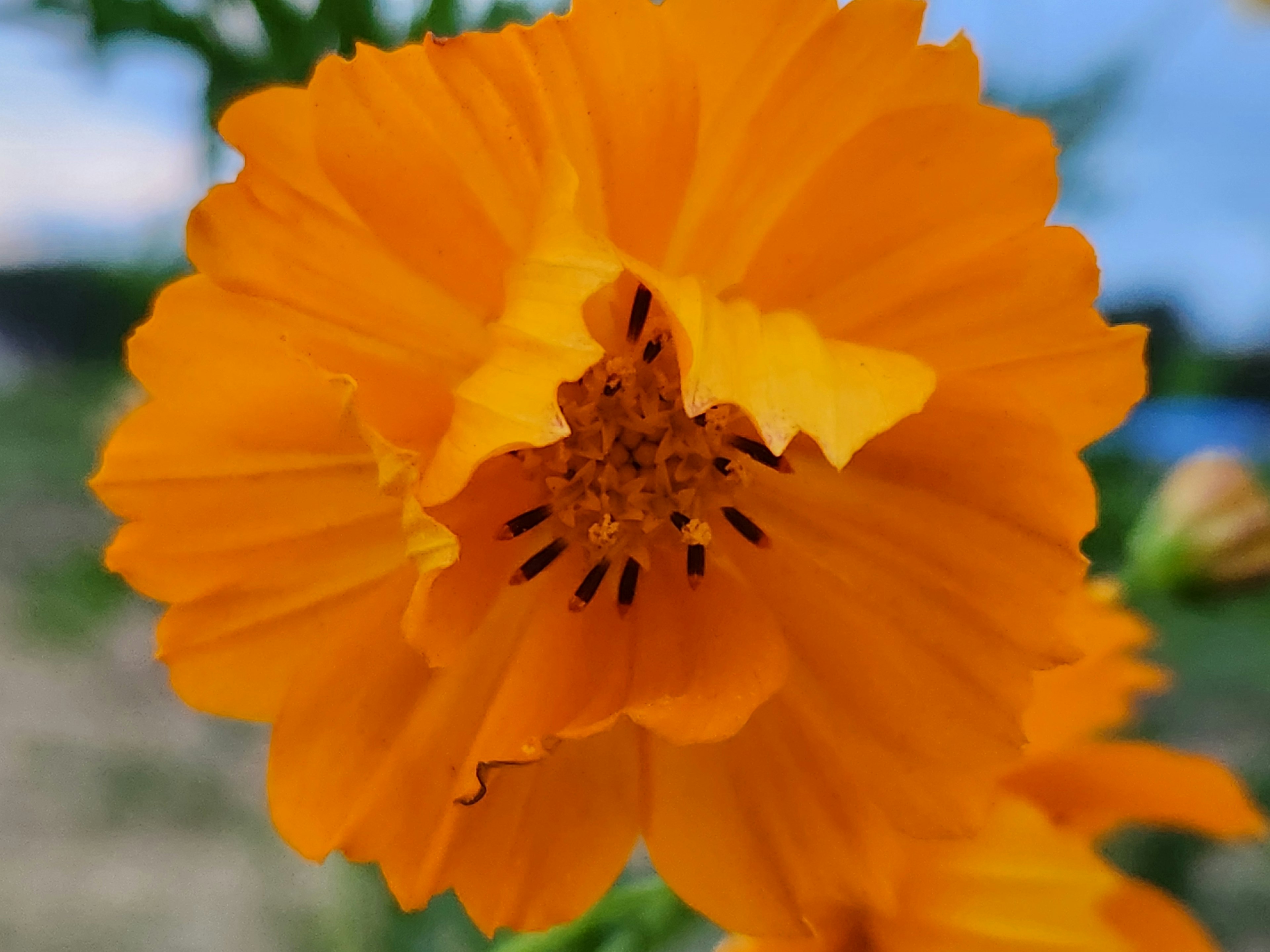 Primo piano di un fiore arancione vivido che evidenzia i dettagli dei petali