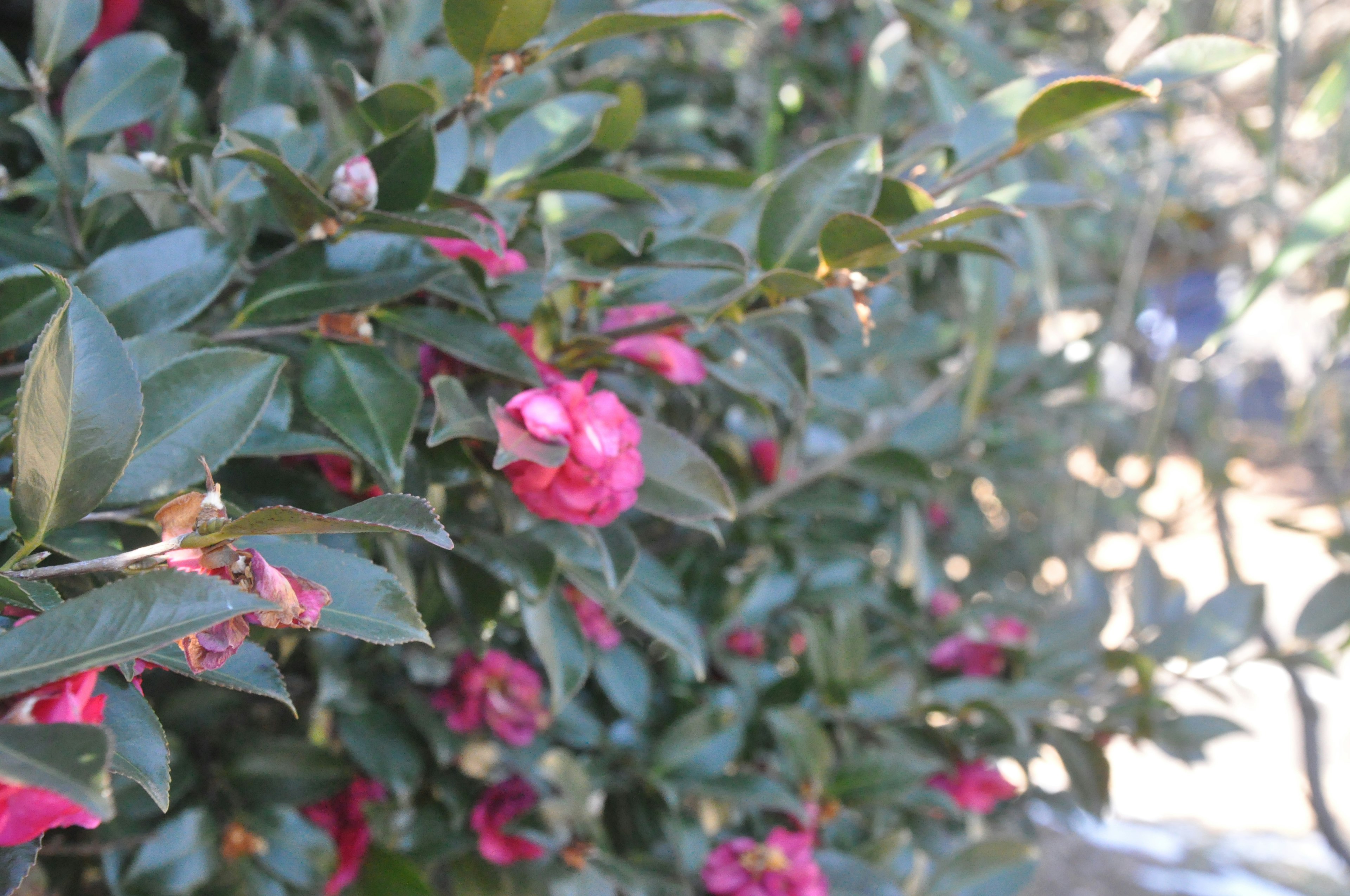 Ein üppiger grüner Strauch mit blühenden rosa Blumen